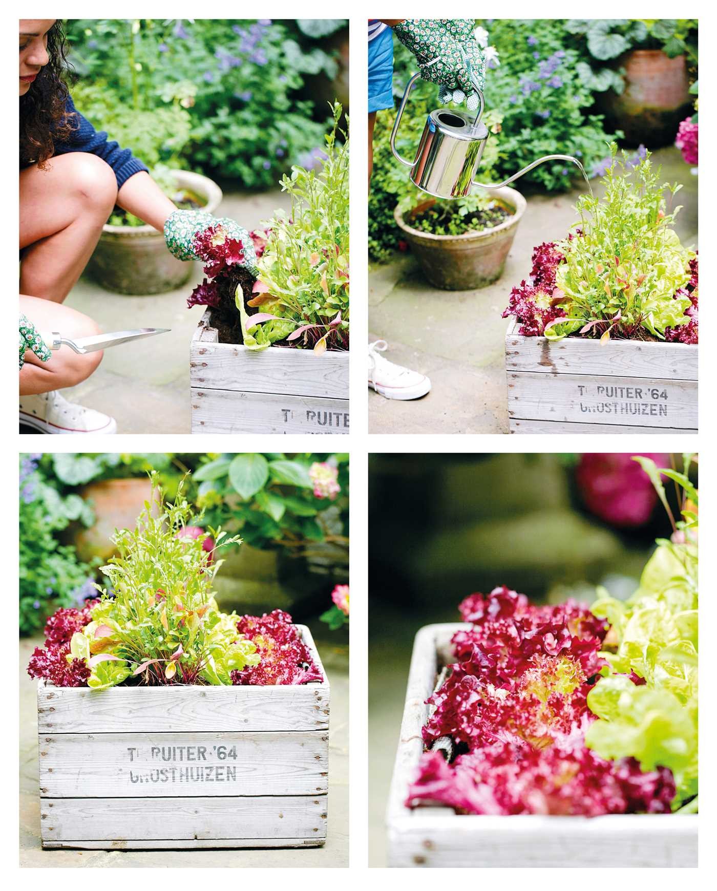 Balcony Gardener
