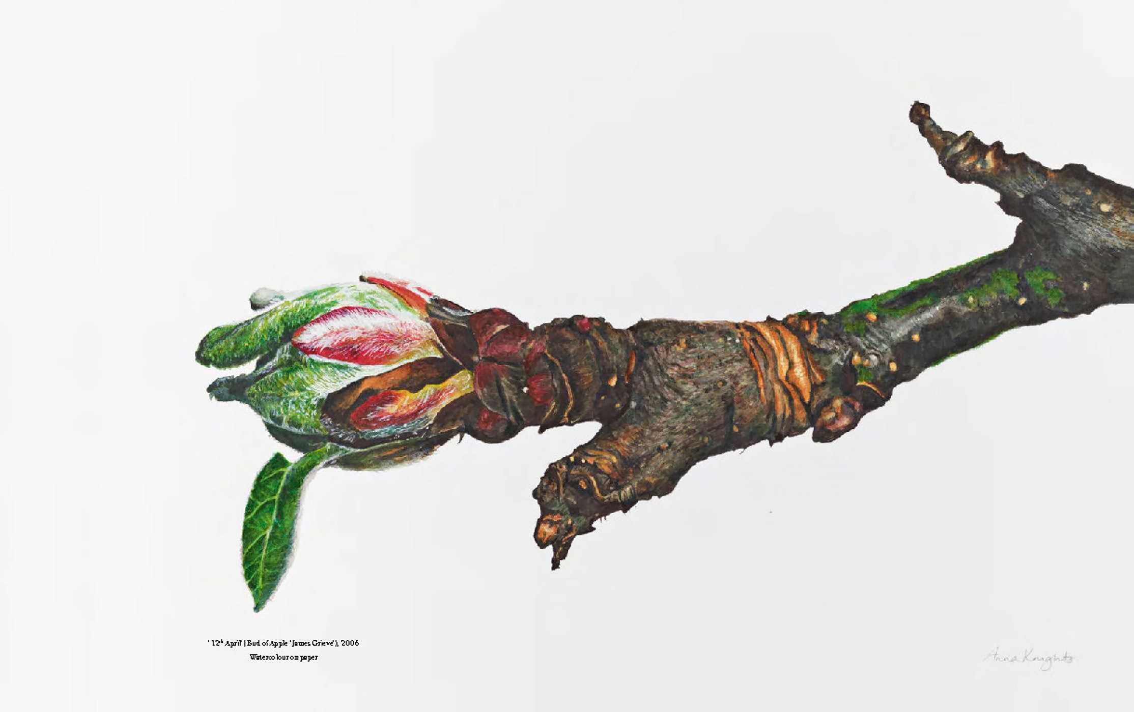 RHS Botanical Illustration