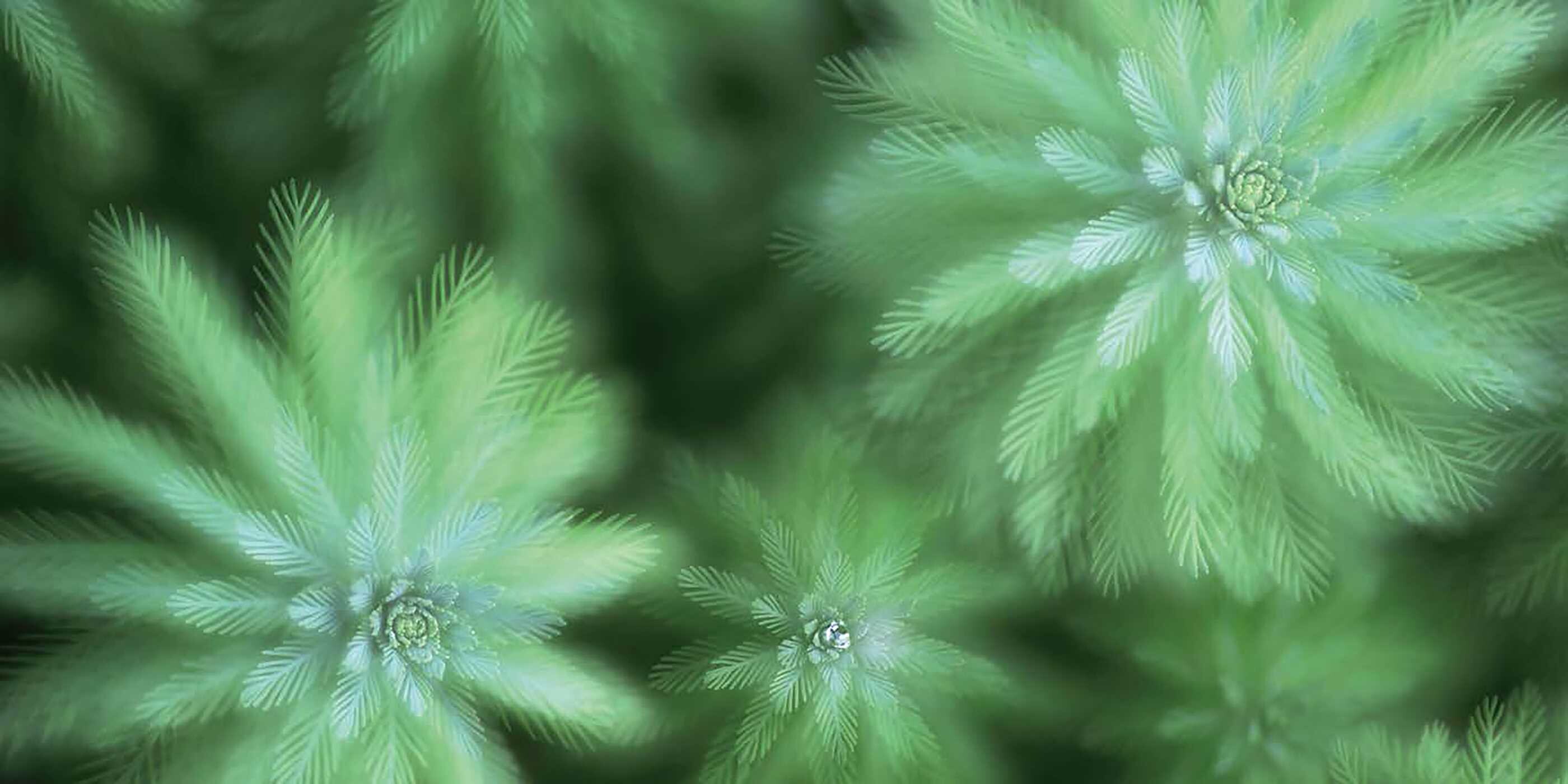 Nature in Close Up