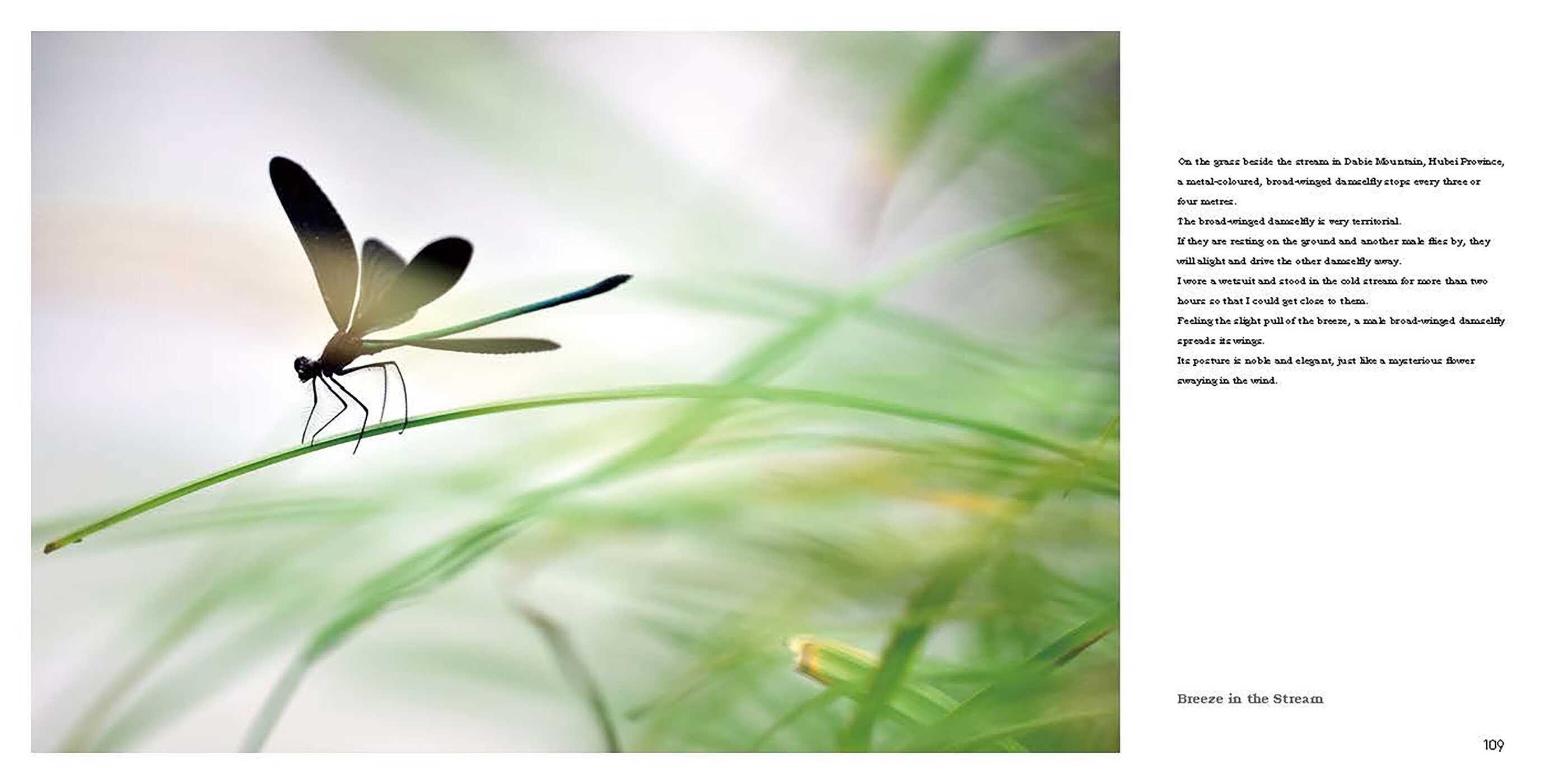 Nature in Close Up