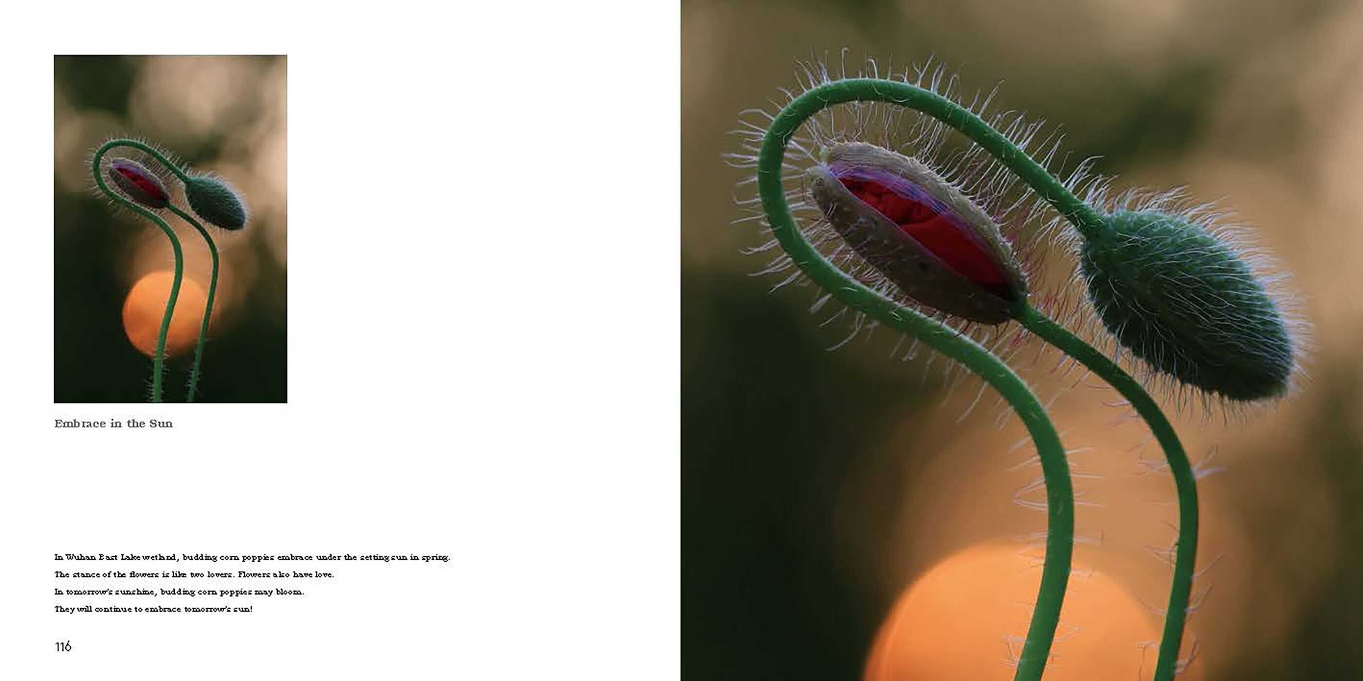 Nature in Close Up