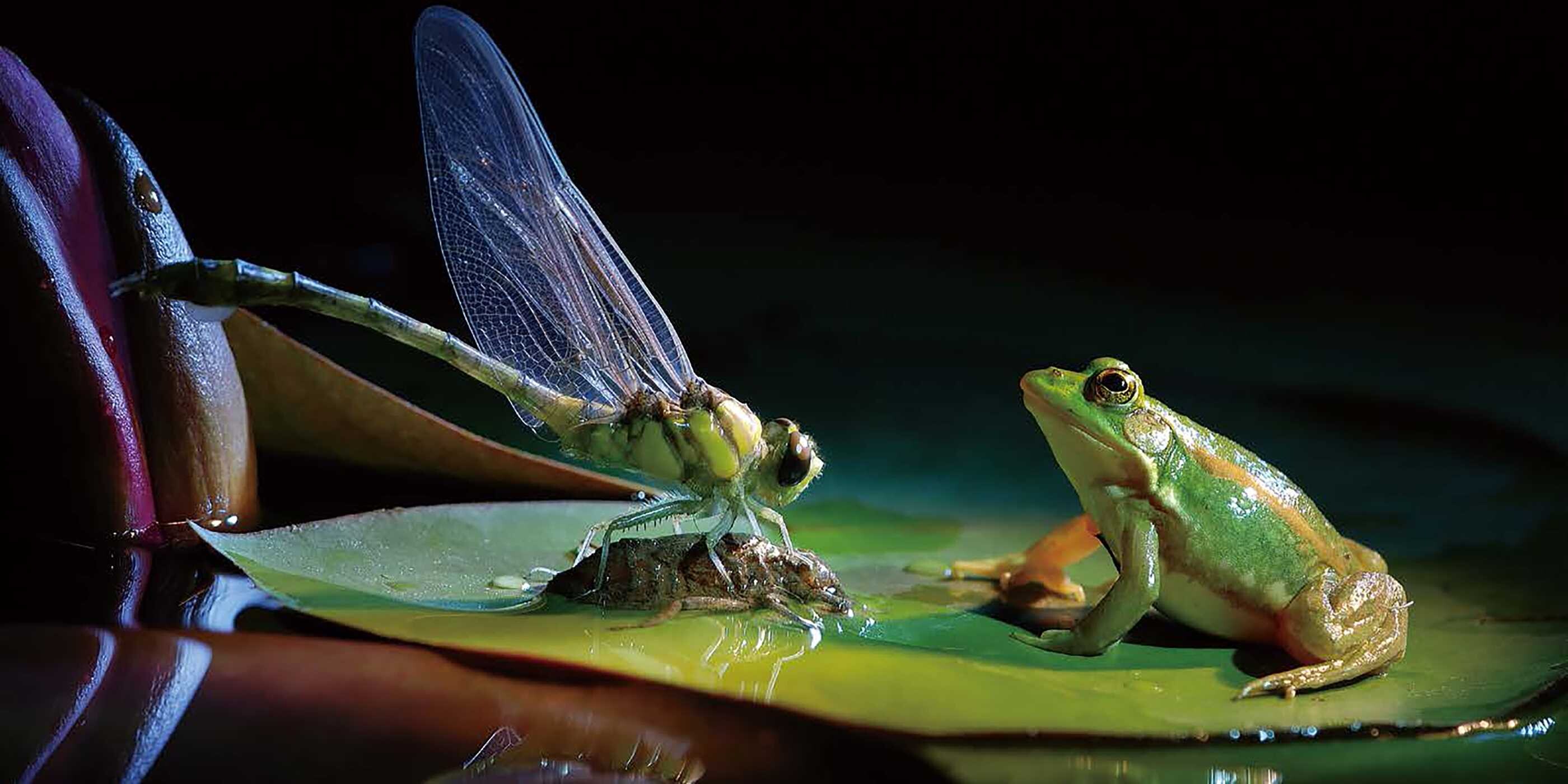 Nature in Close Up