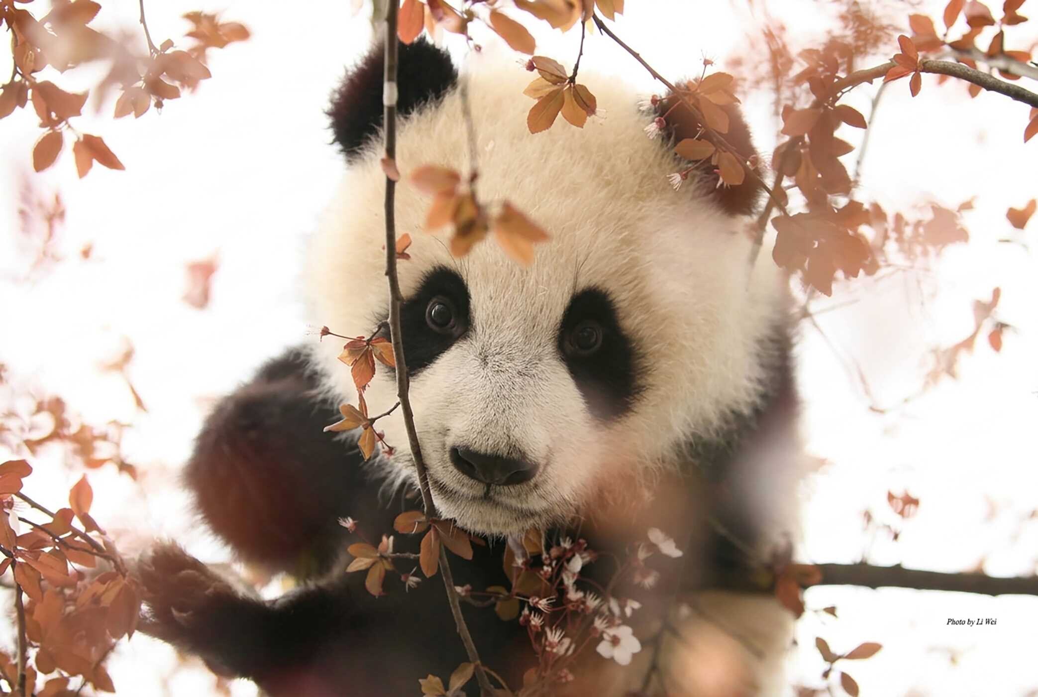Giant Panda