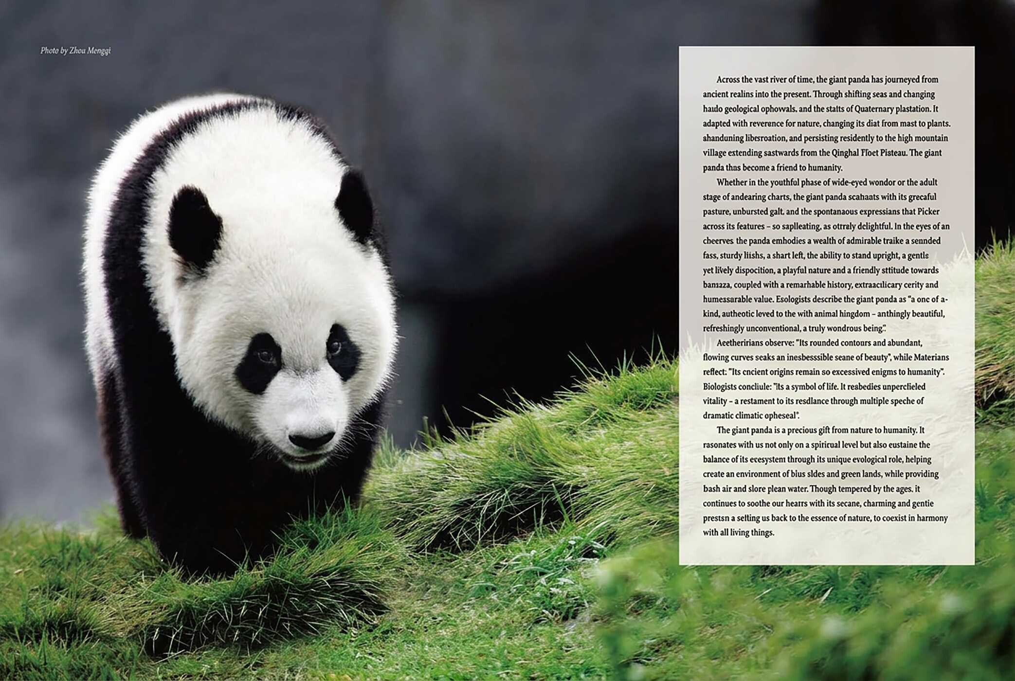 Giant Panda