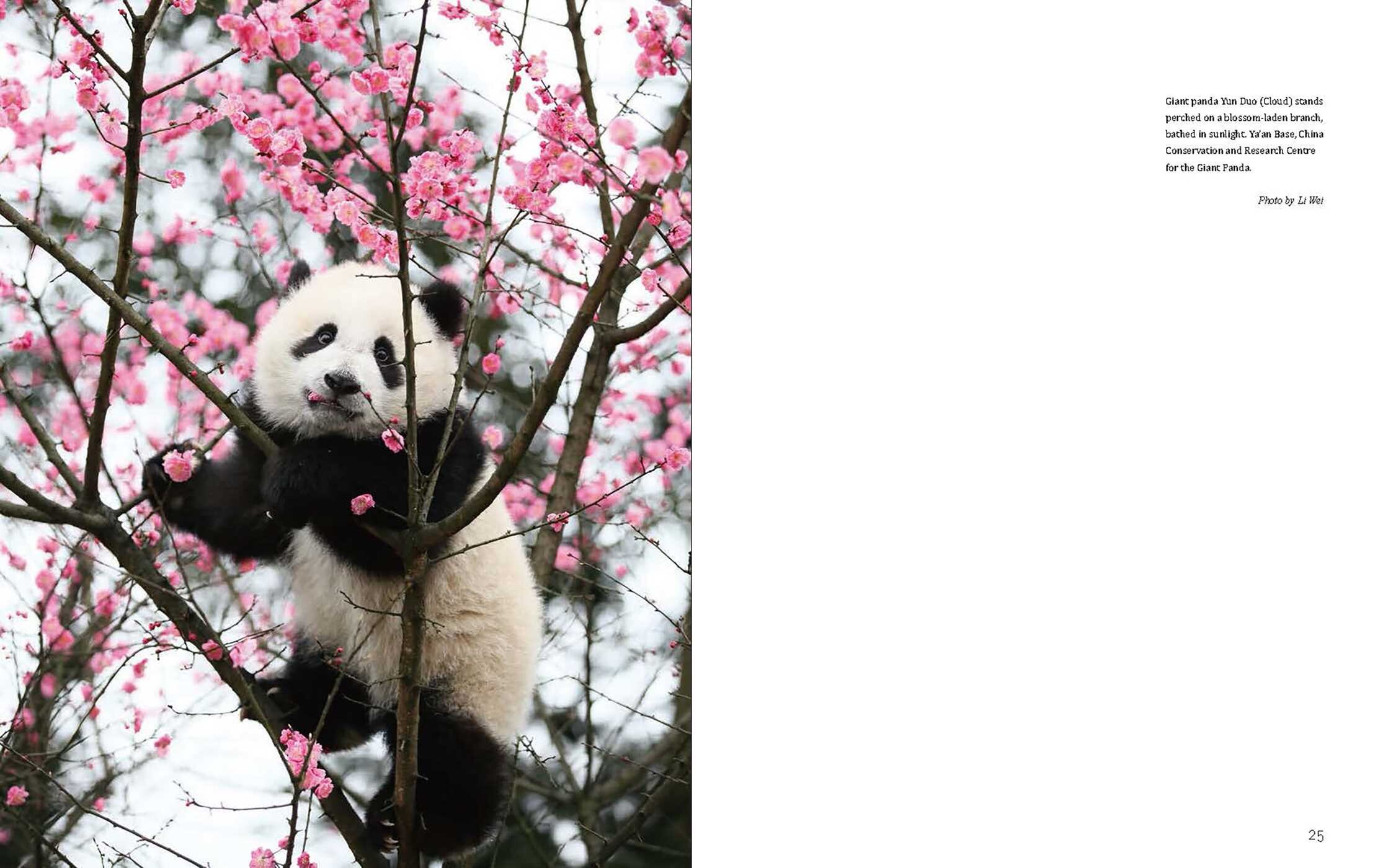 Giant Panda