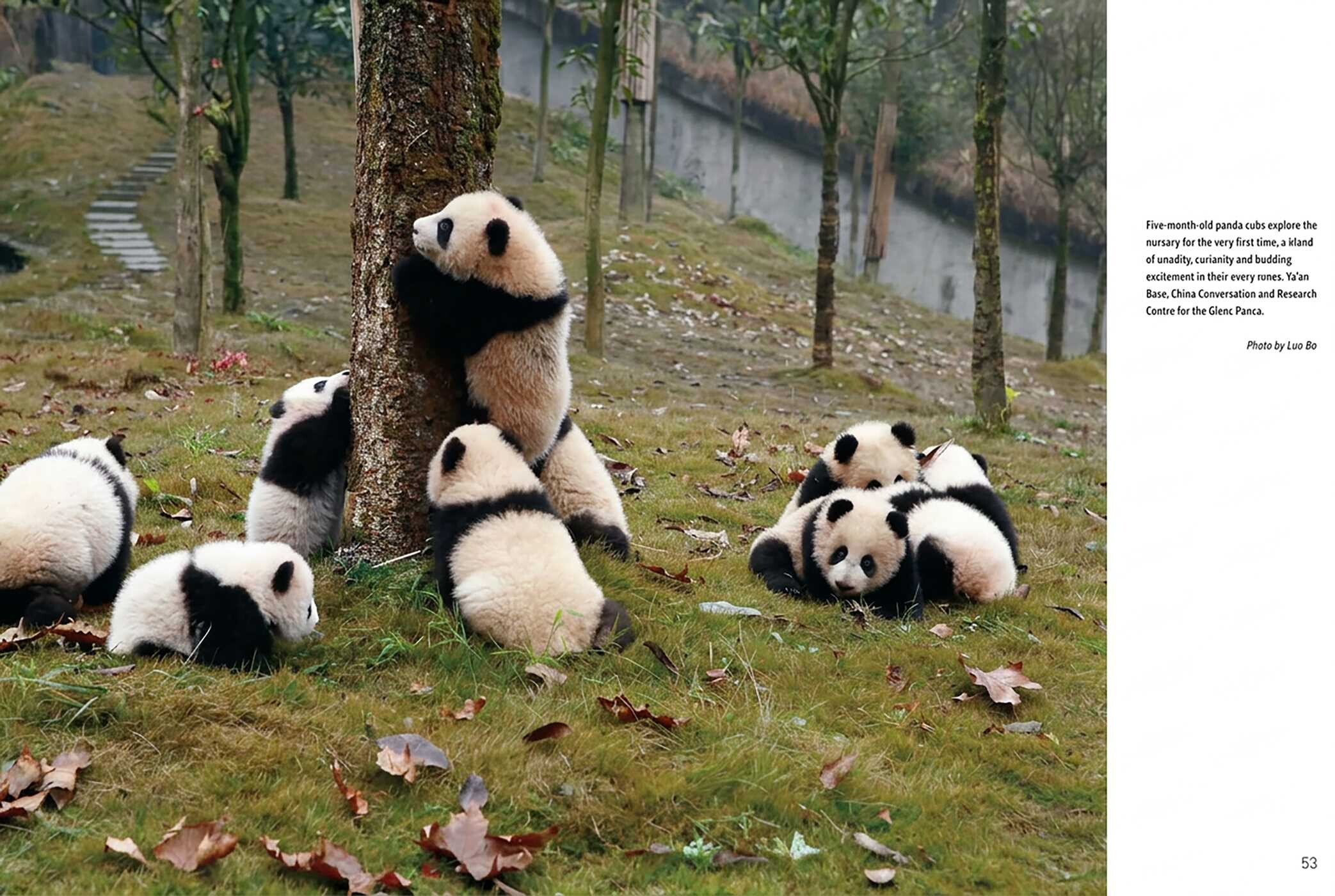 Giant Panda