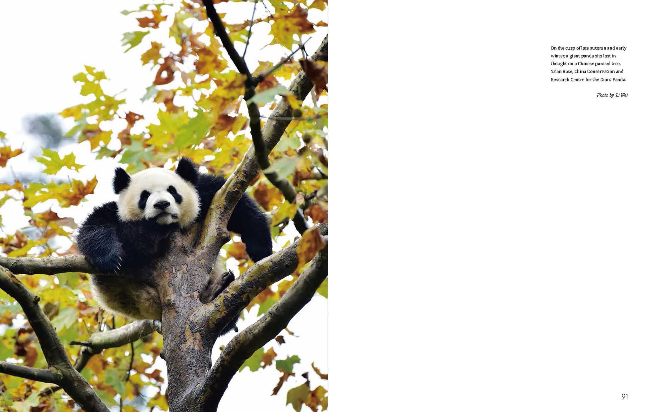 Giant Panda