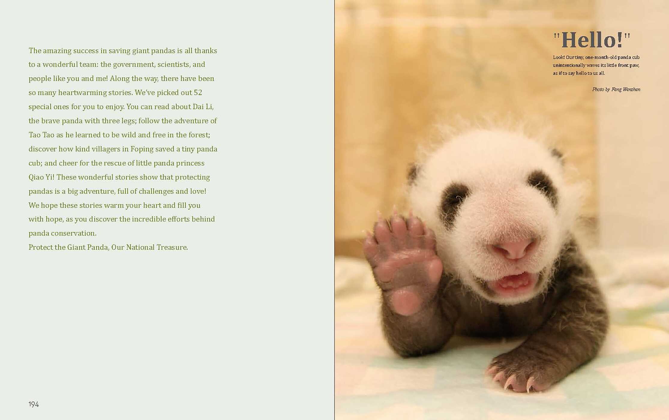 Giant Panda