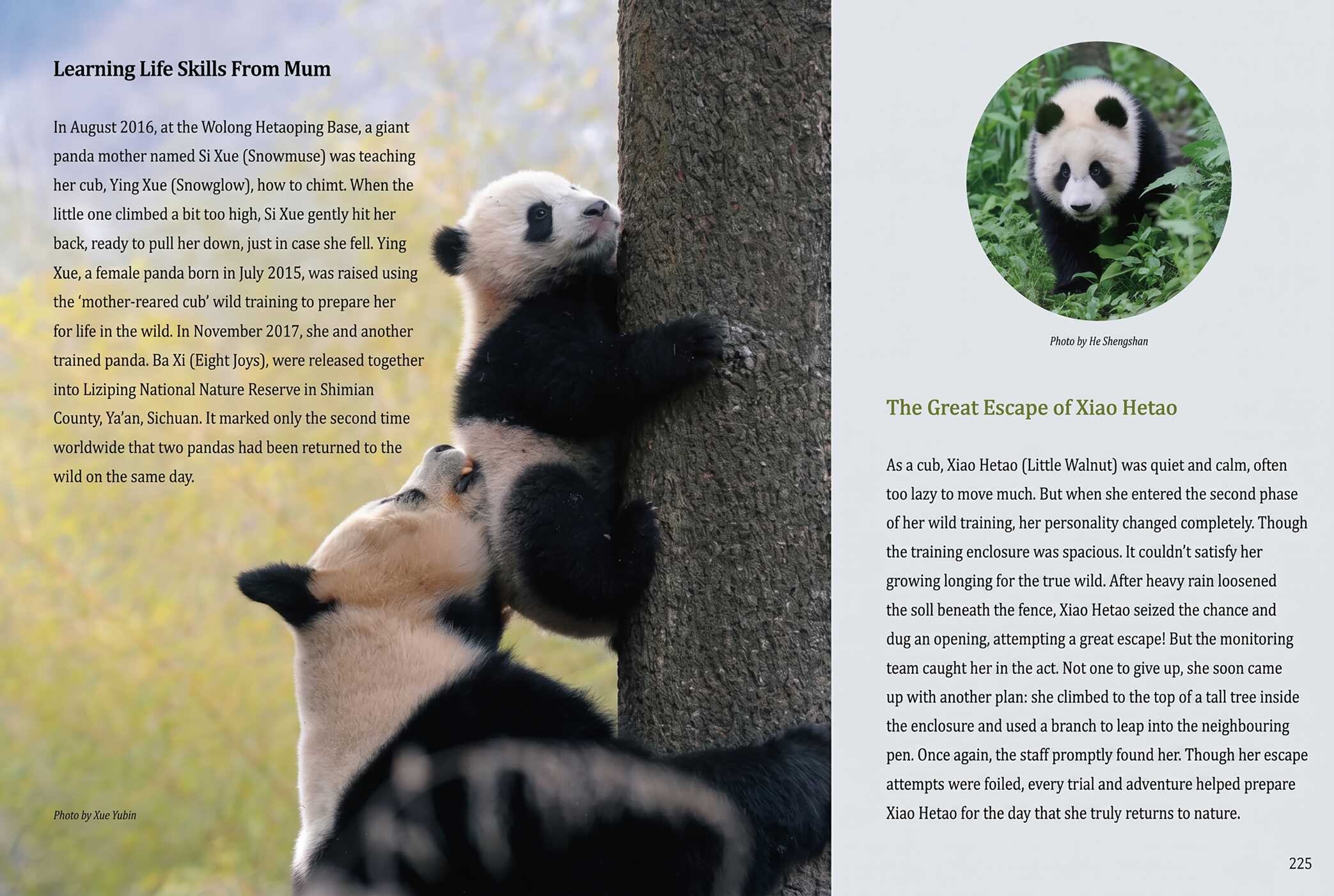 Giant Panda