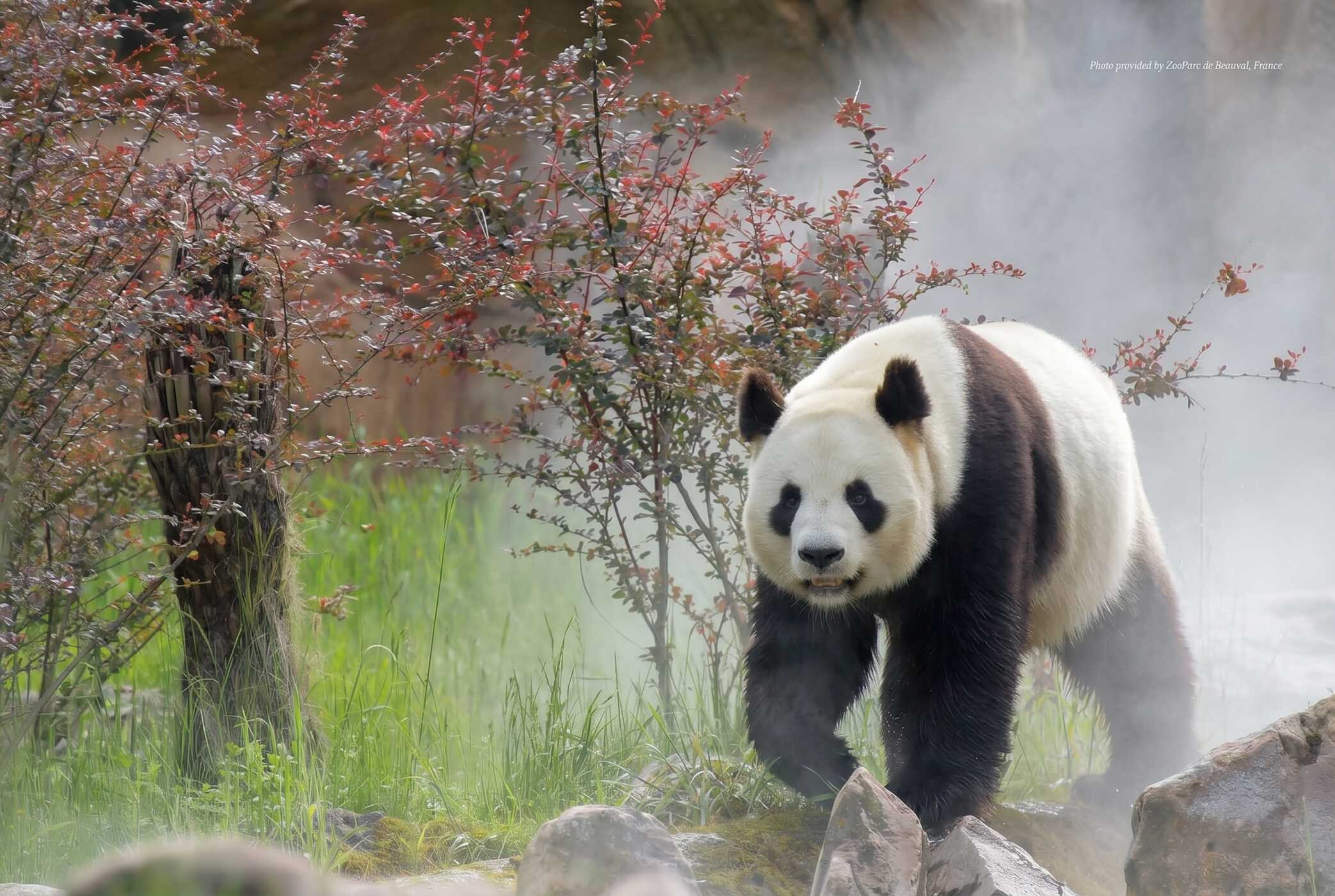 Giant Panda