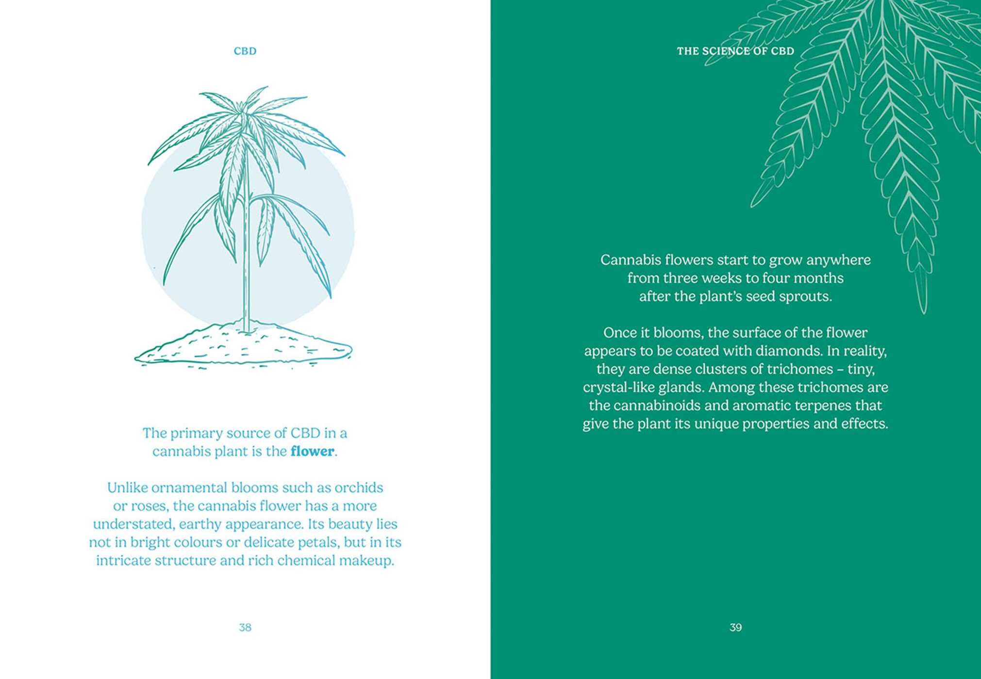 Pocket CBD