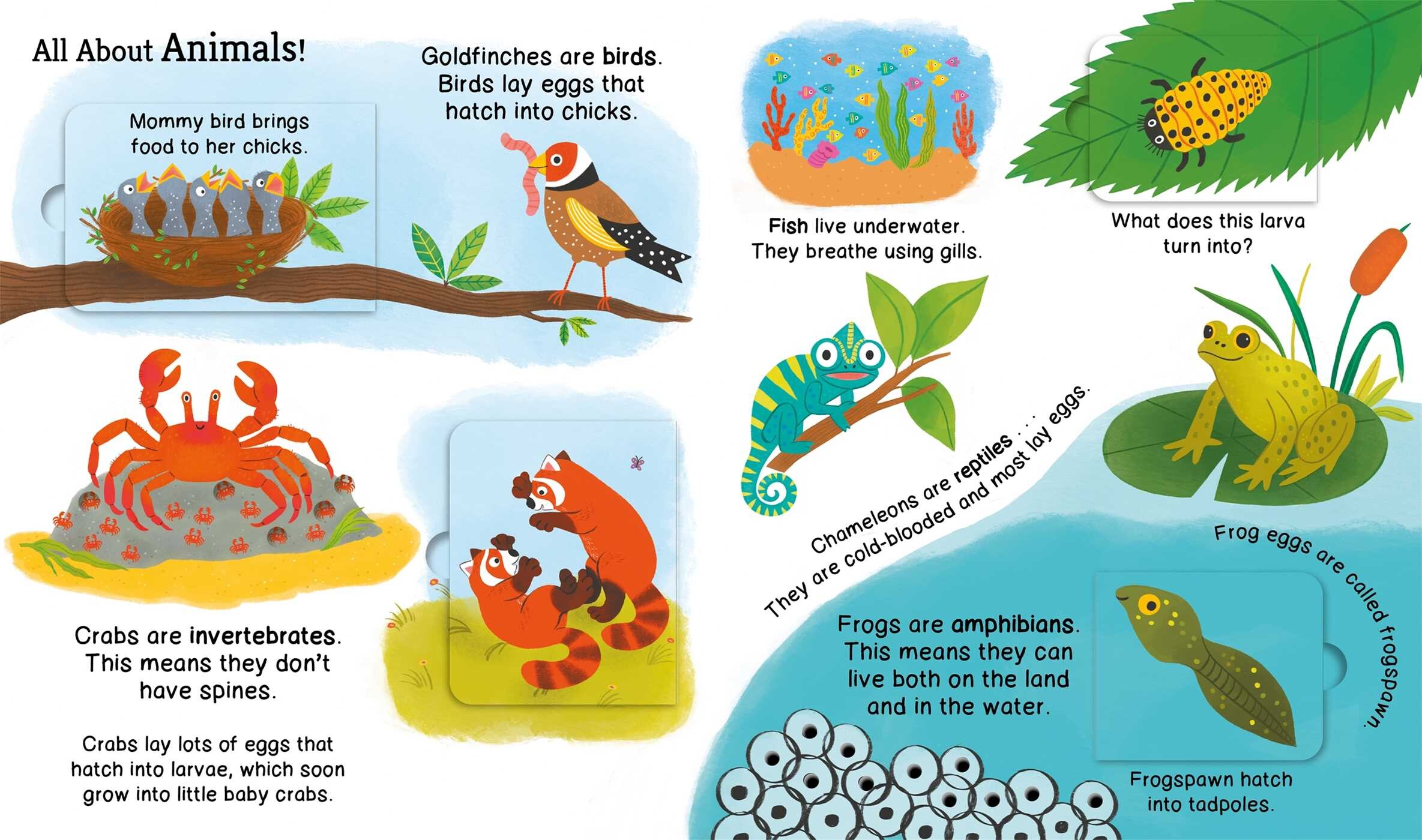 First Reference: Baby Animals