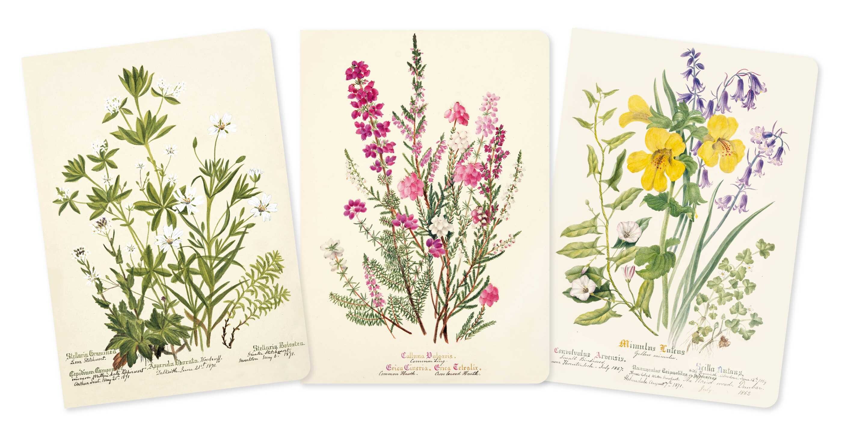 Royal Botanic Gardens Edinburgh Set of 3 Standard Notebooks