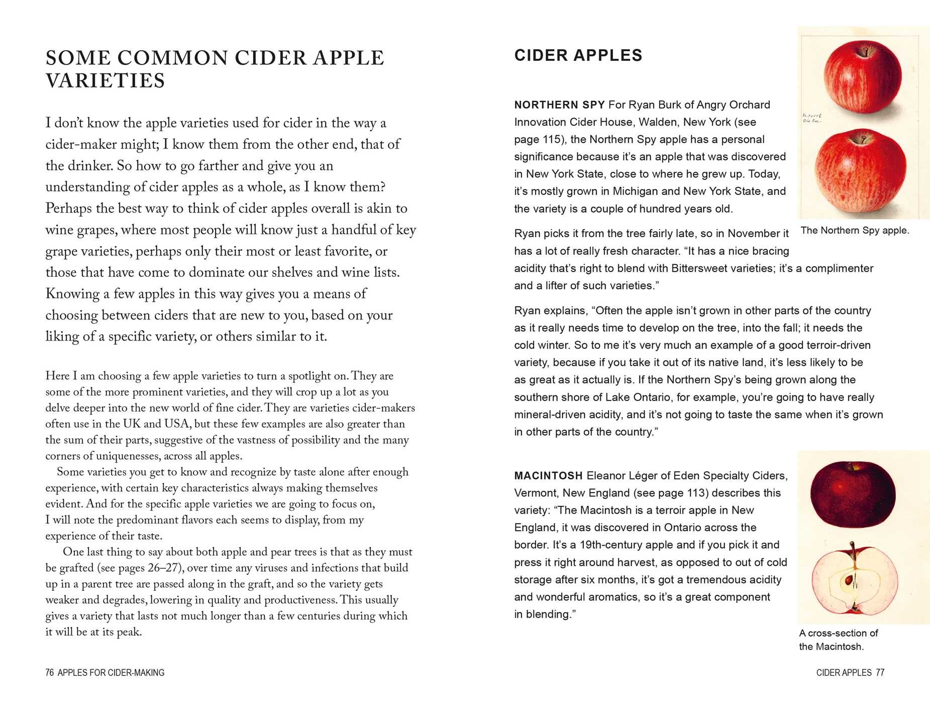 Cider