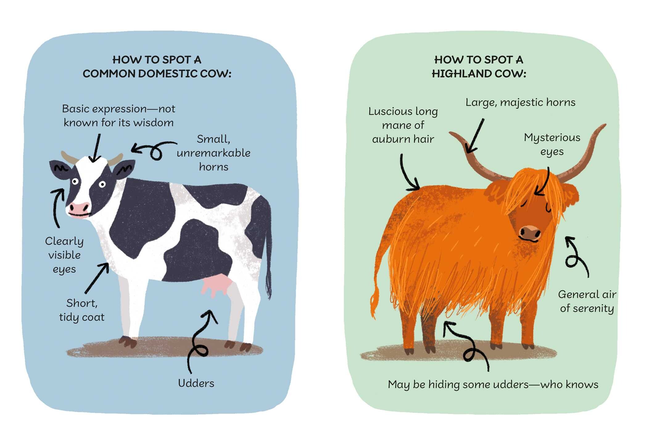 Highland Cow's Guide to Self-care
