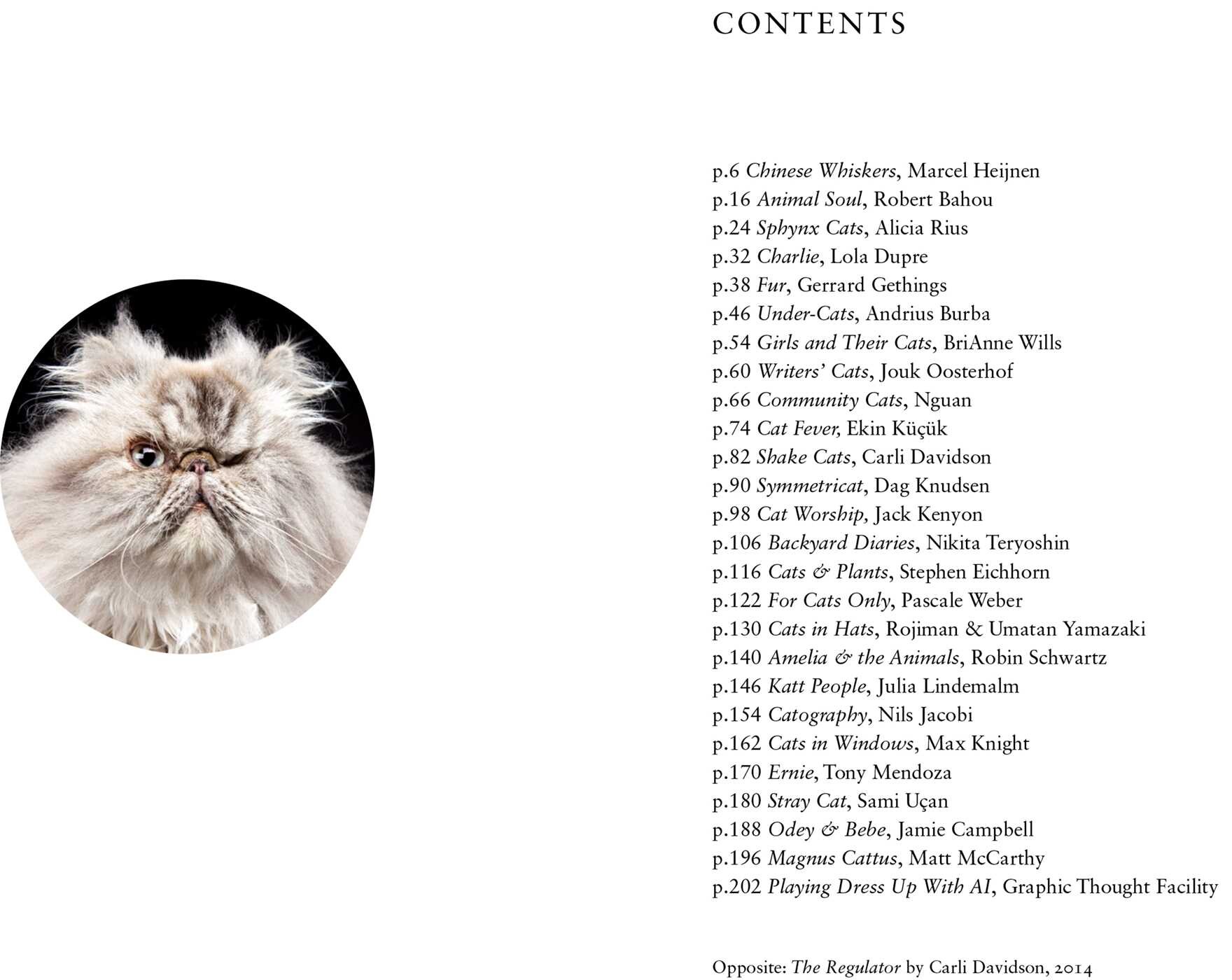 New Photography of the Cat.