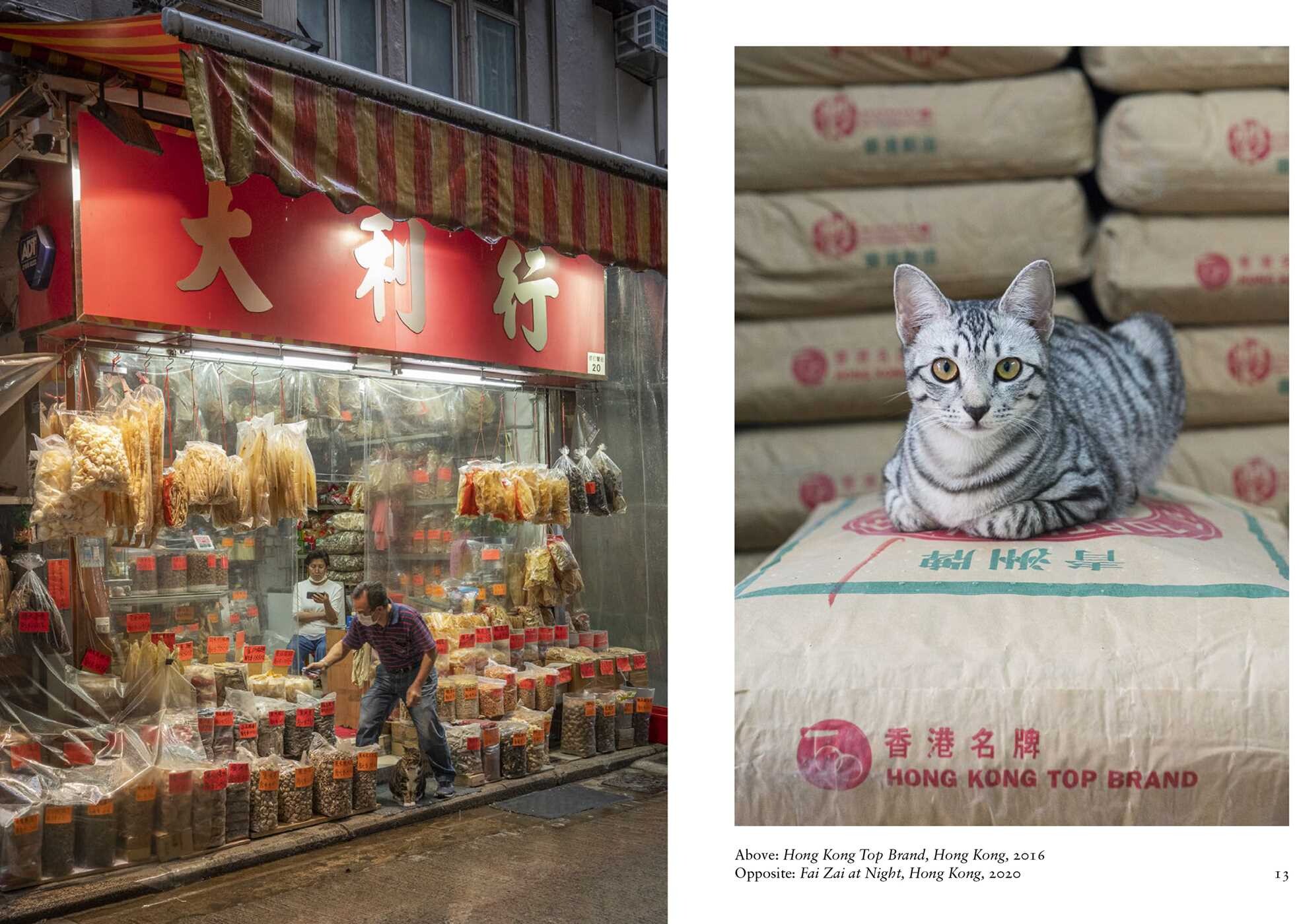 New Photography of the Cat.