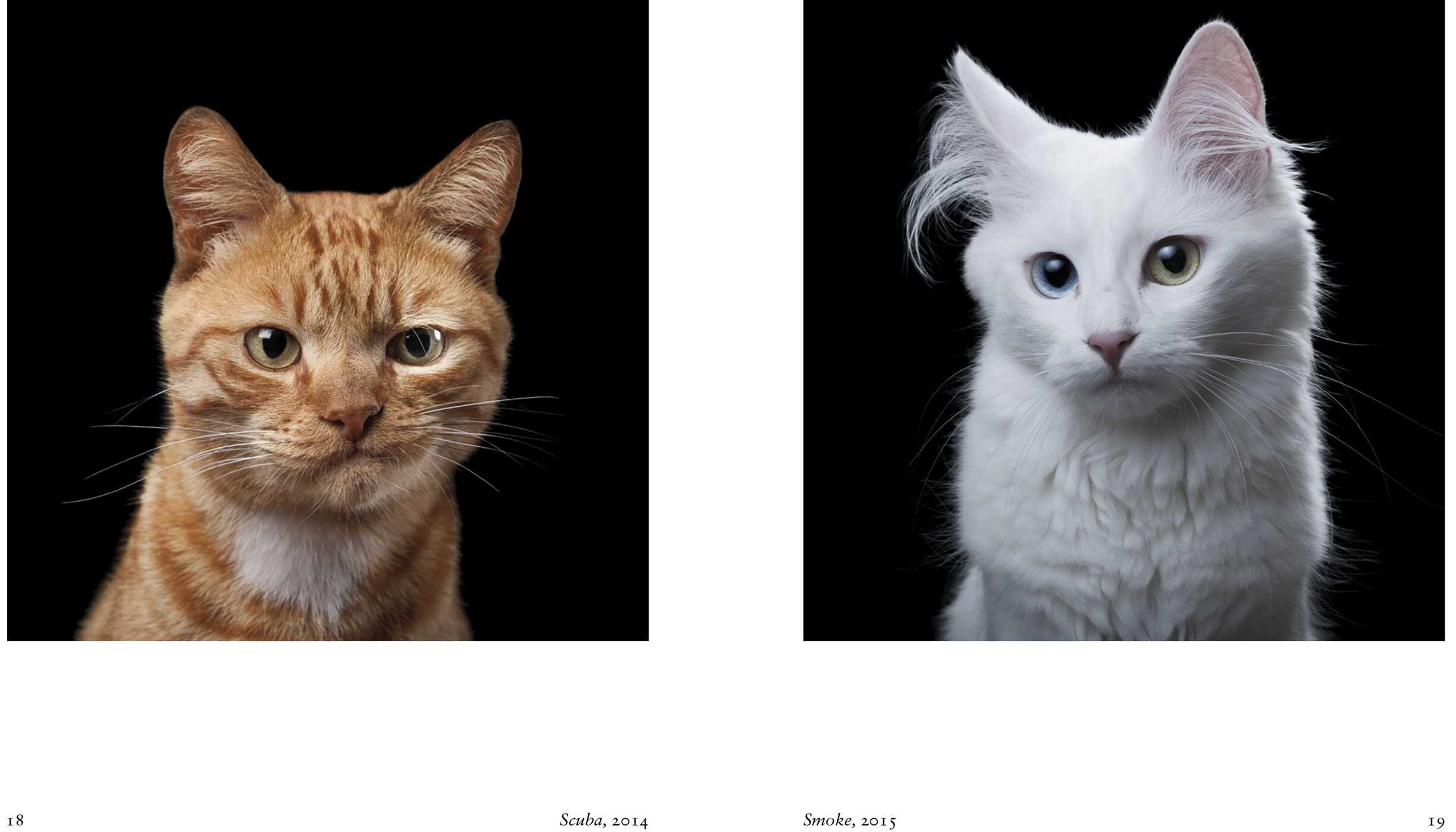 New Photography of the Cat.