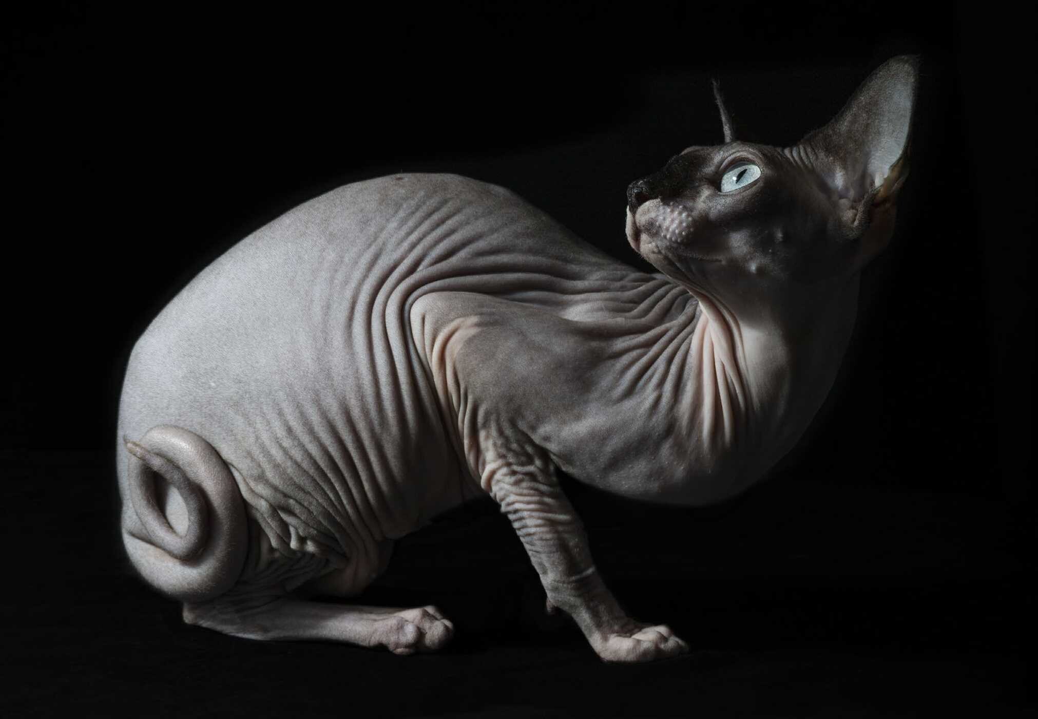 New Photography of the Cat.