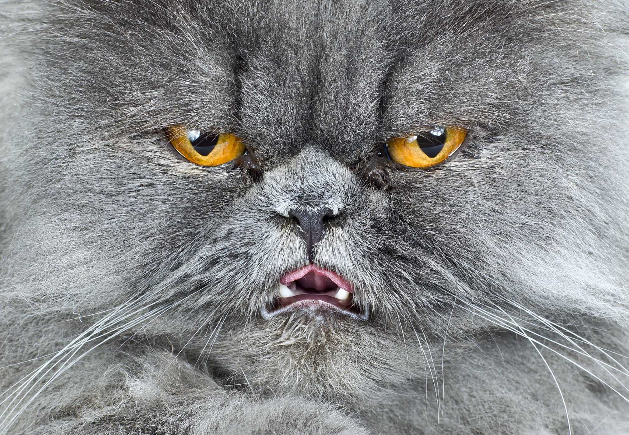 New Photography of the Cat.