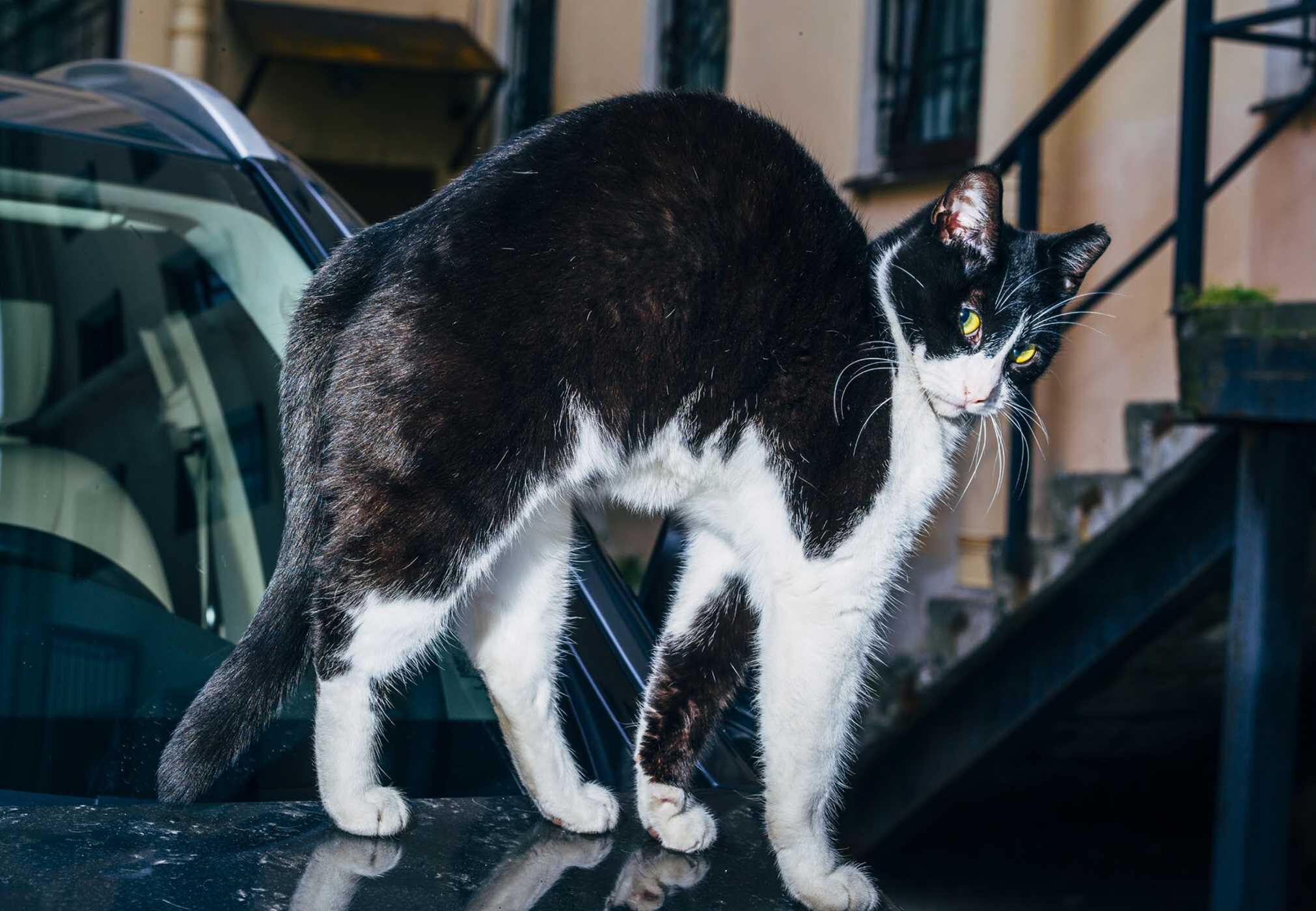 New Photography of the Cat.