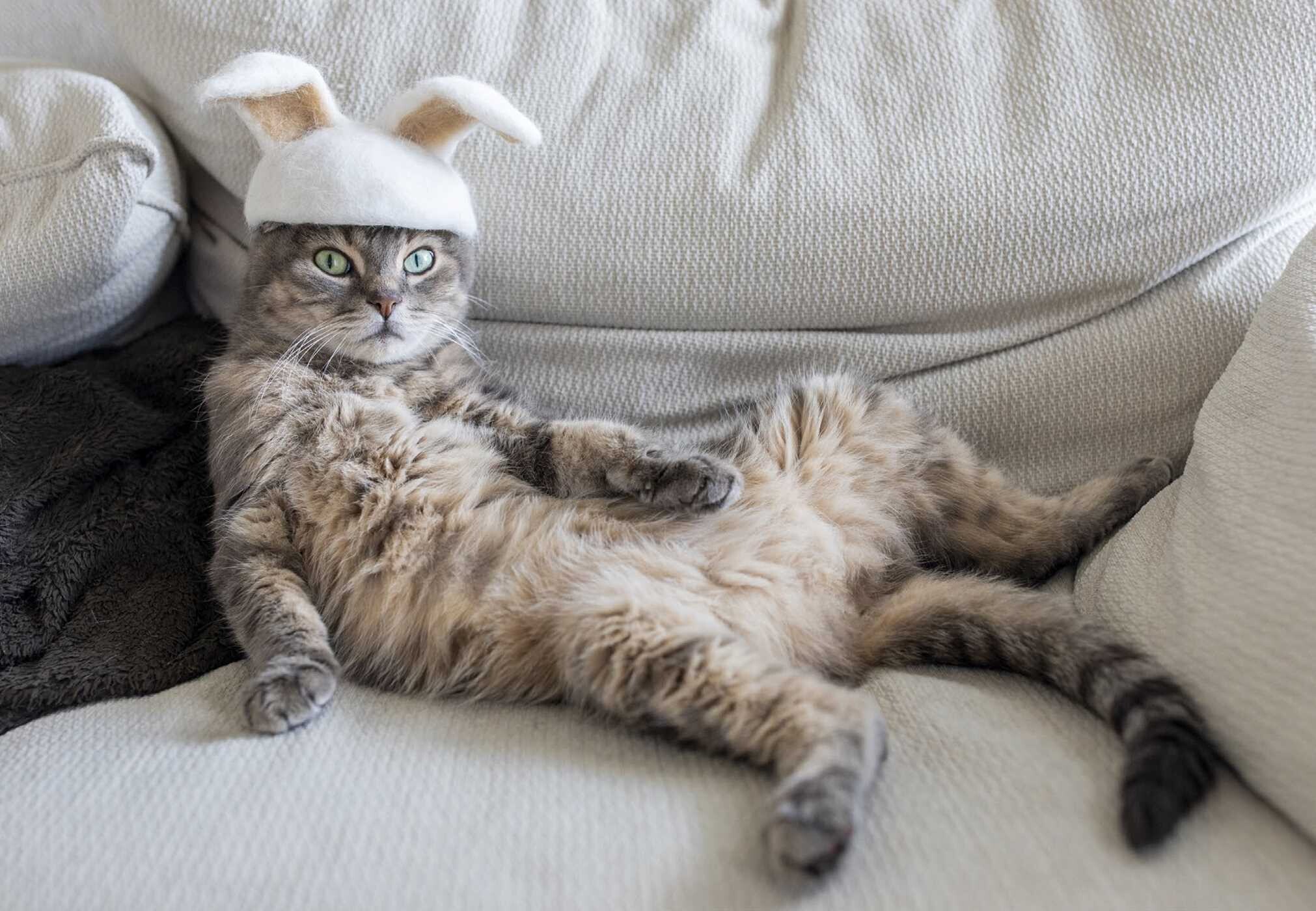 New Photography of the Cat.
