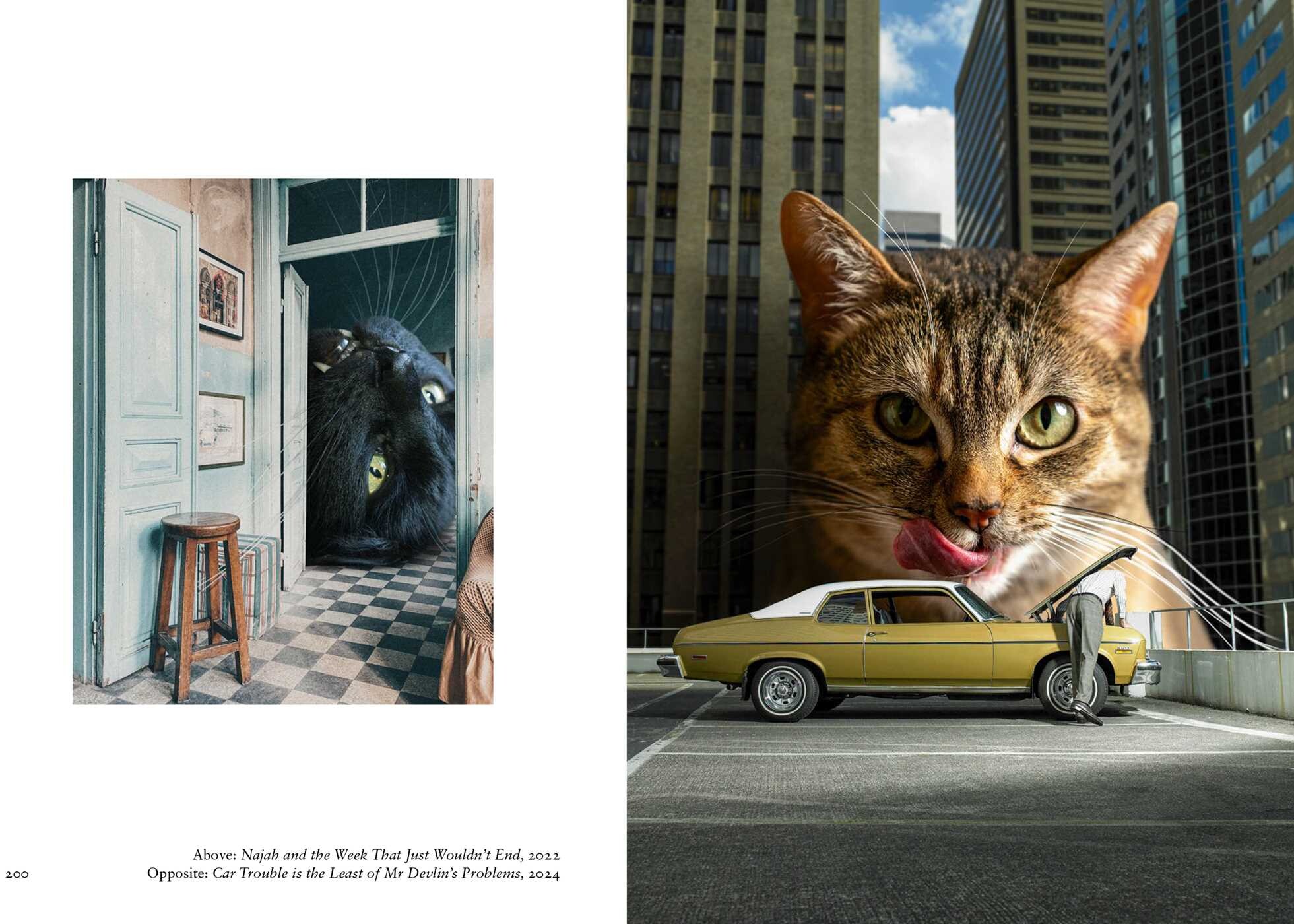 New Photography of the Cat.