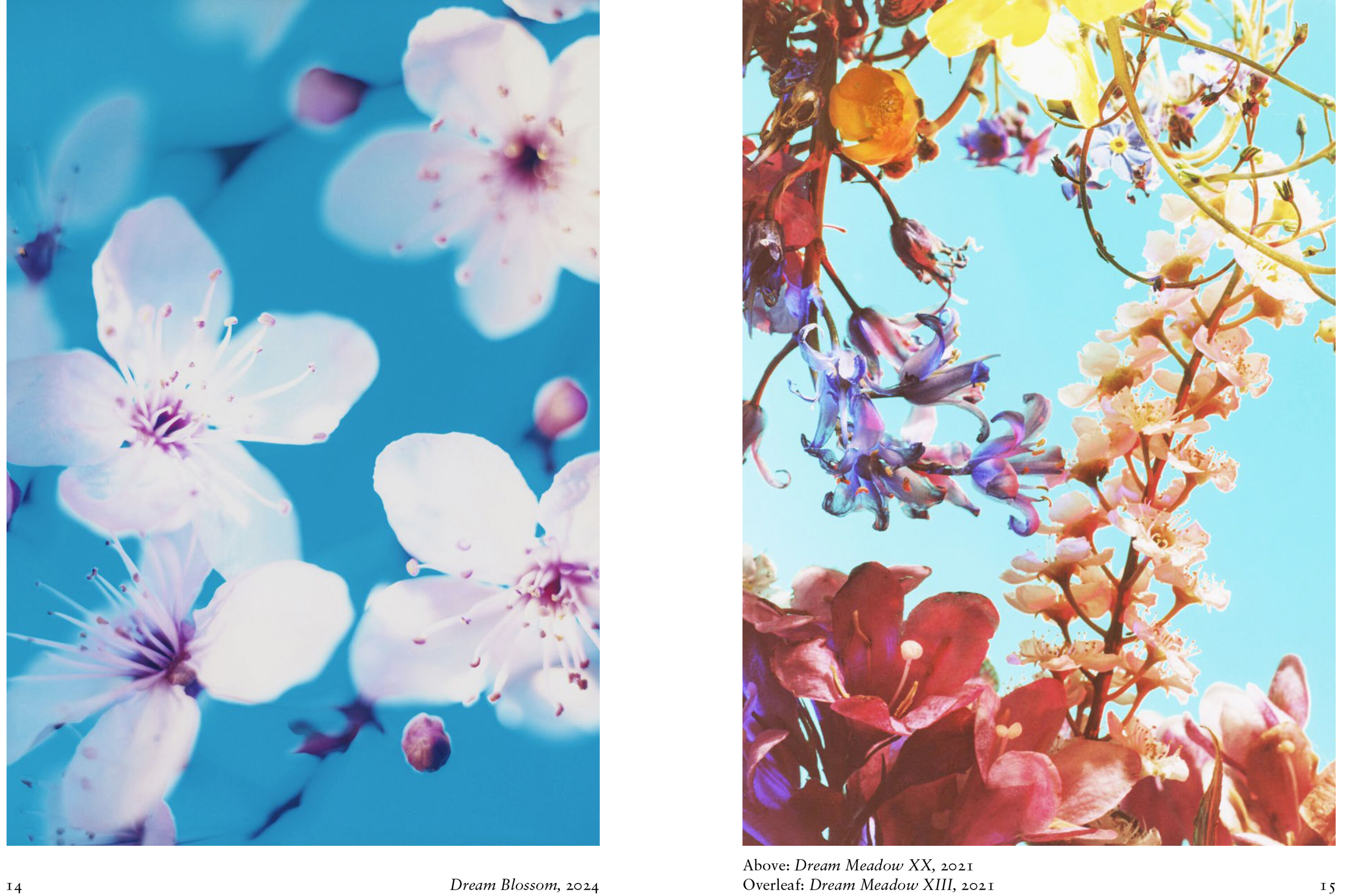 New Photography of the Flower.