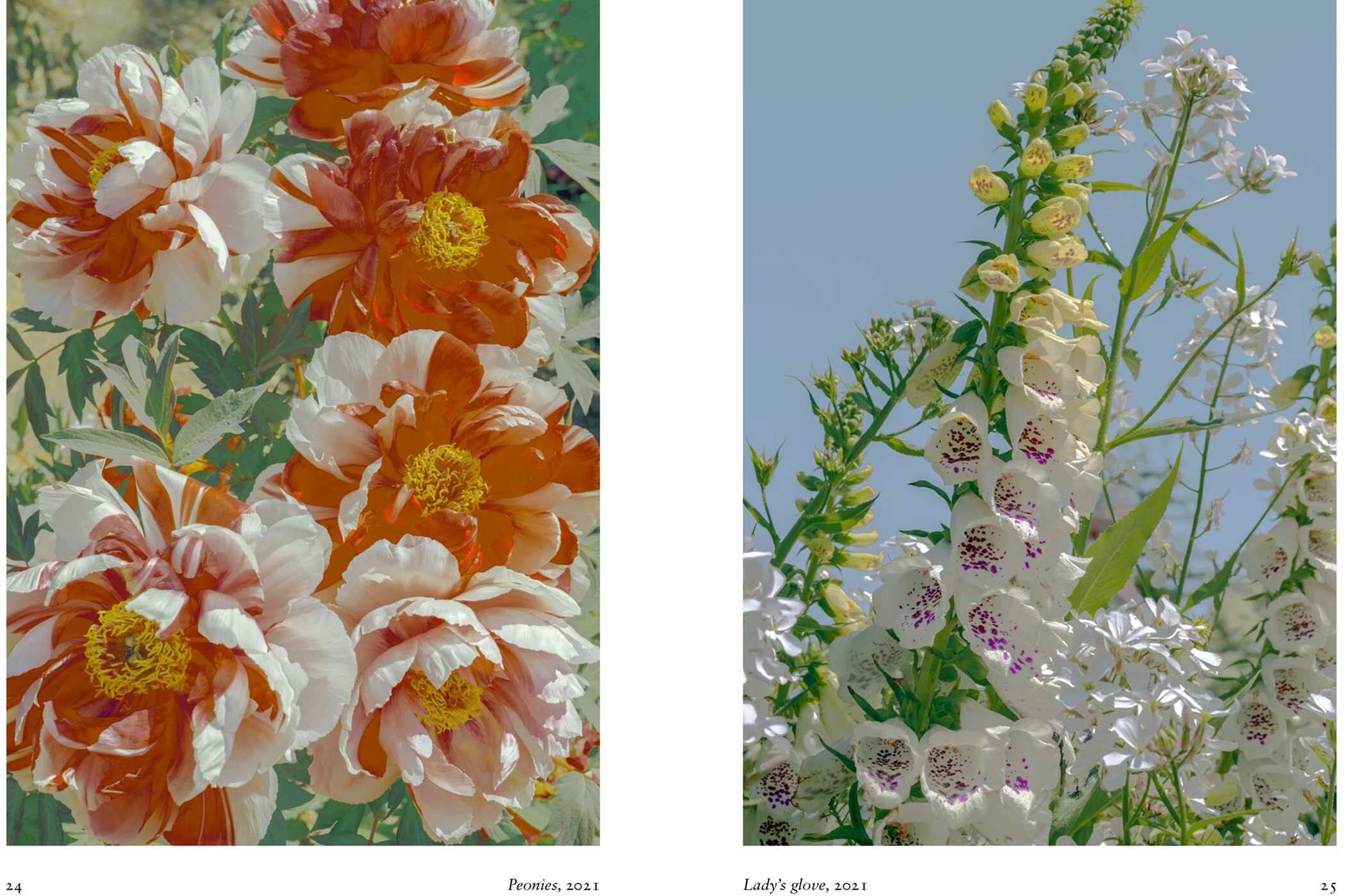 New Photography of the Flower.