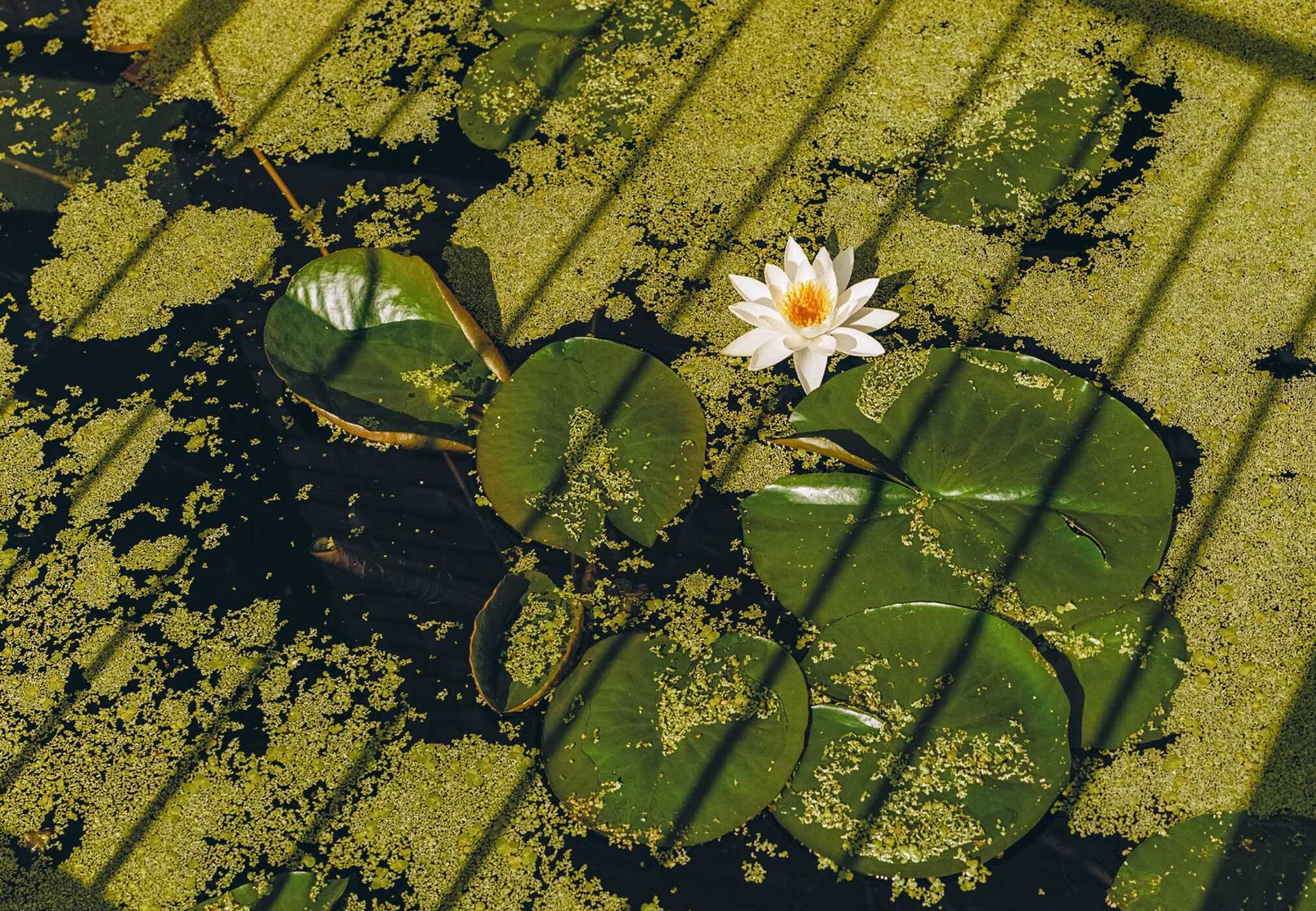 New Photography of the Flower.