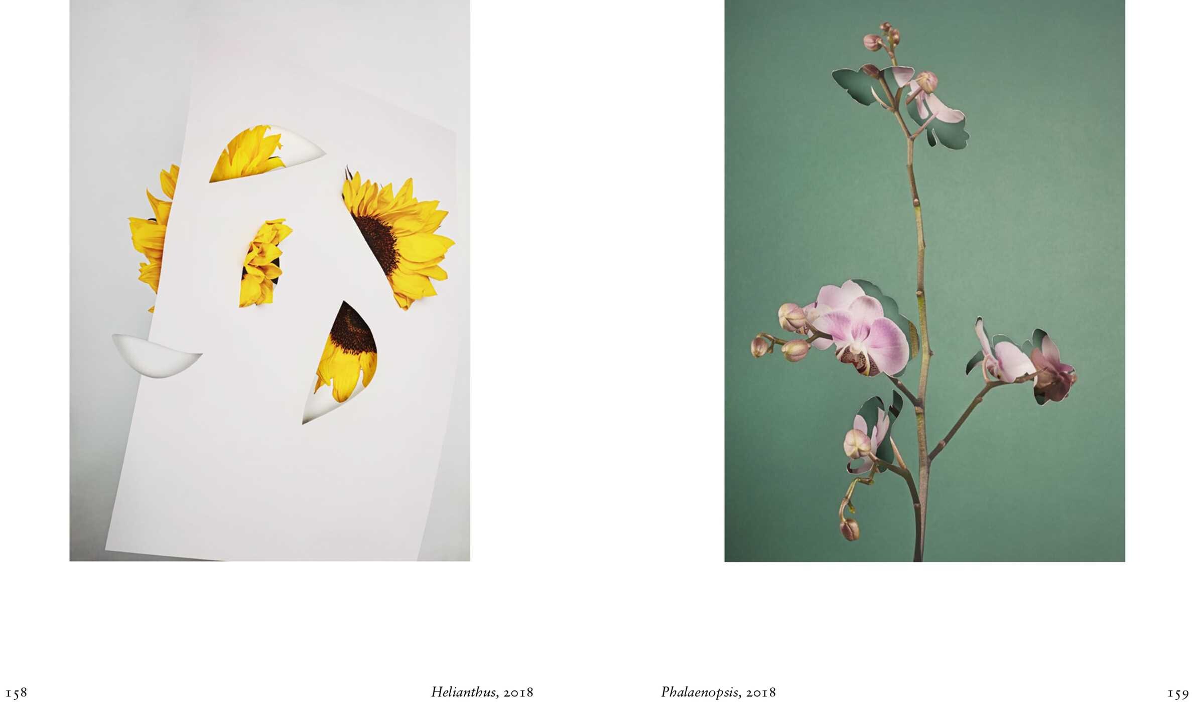New Photography of the Flower.