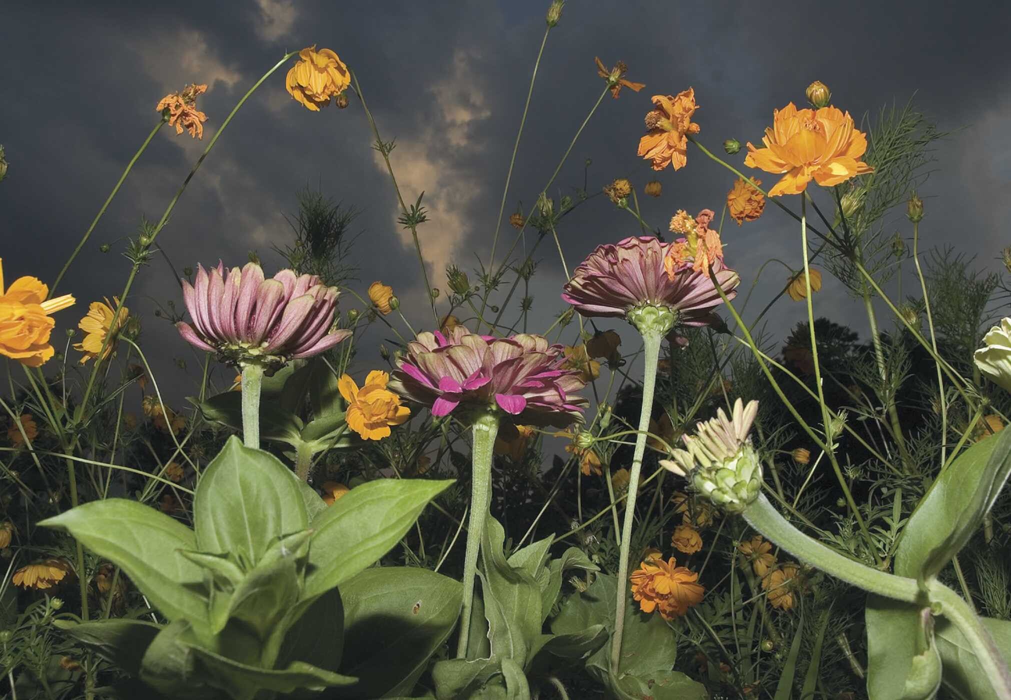 New Photography of the Flower.
