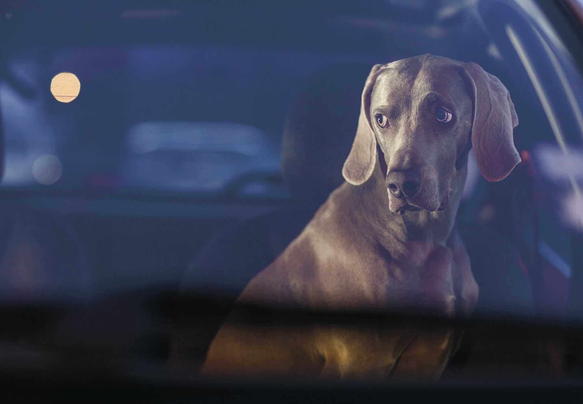 New Photography of the Dog.
