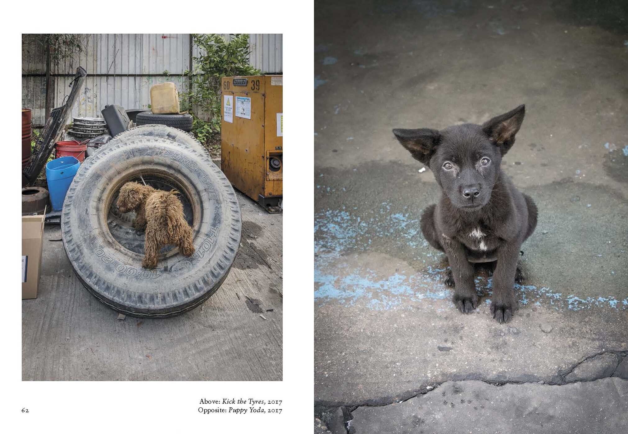 New Photography of the Dog.