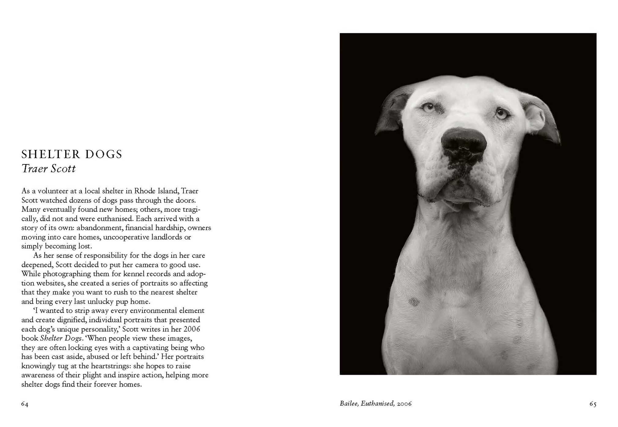 New Photography of the Dog.