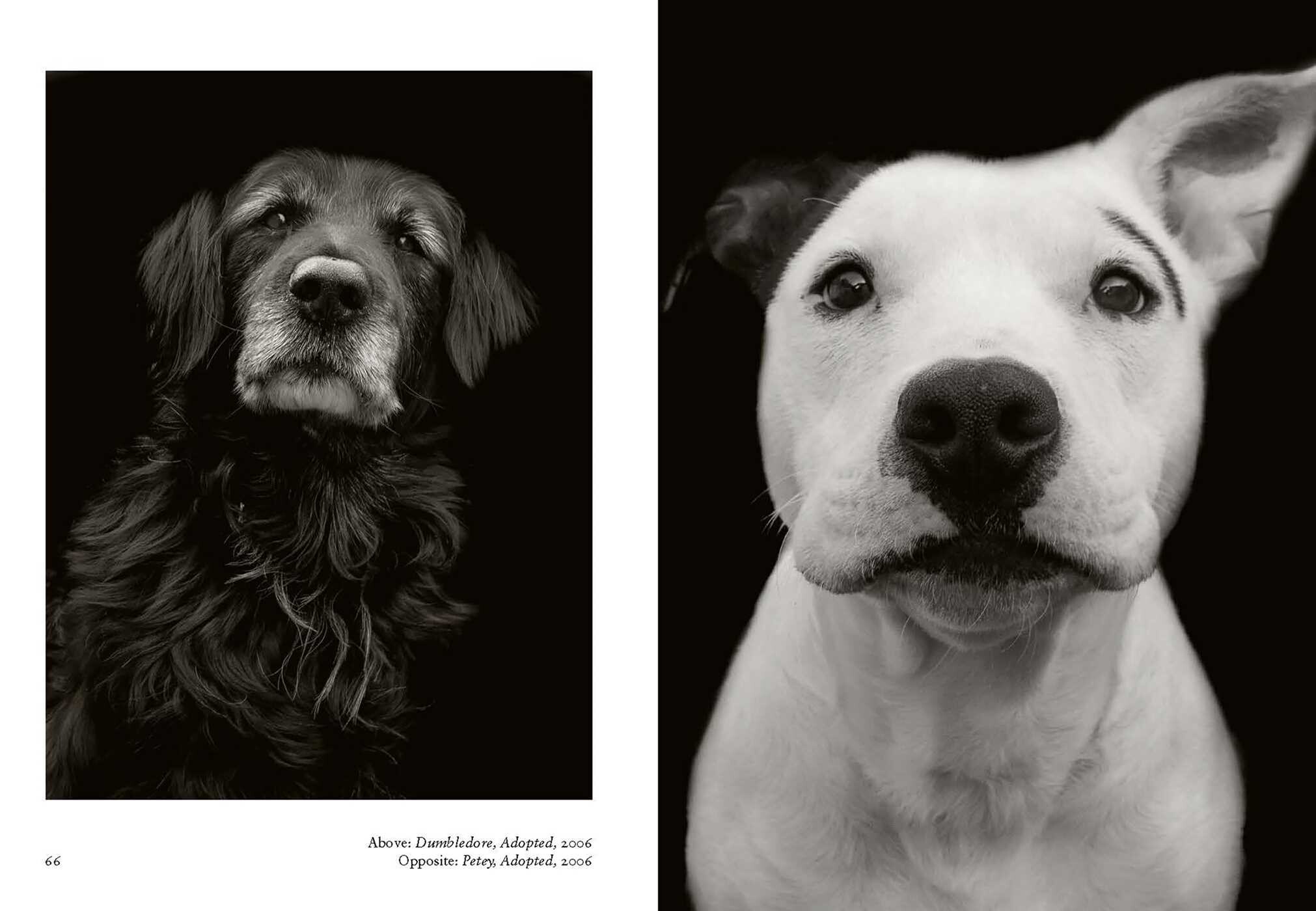 New Photography of the Dog.