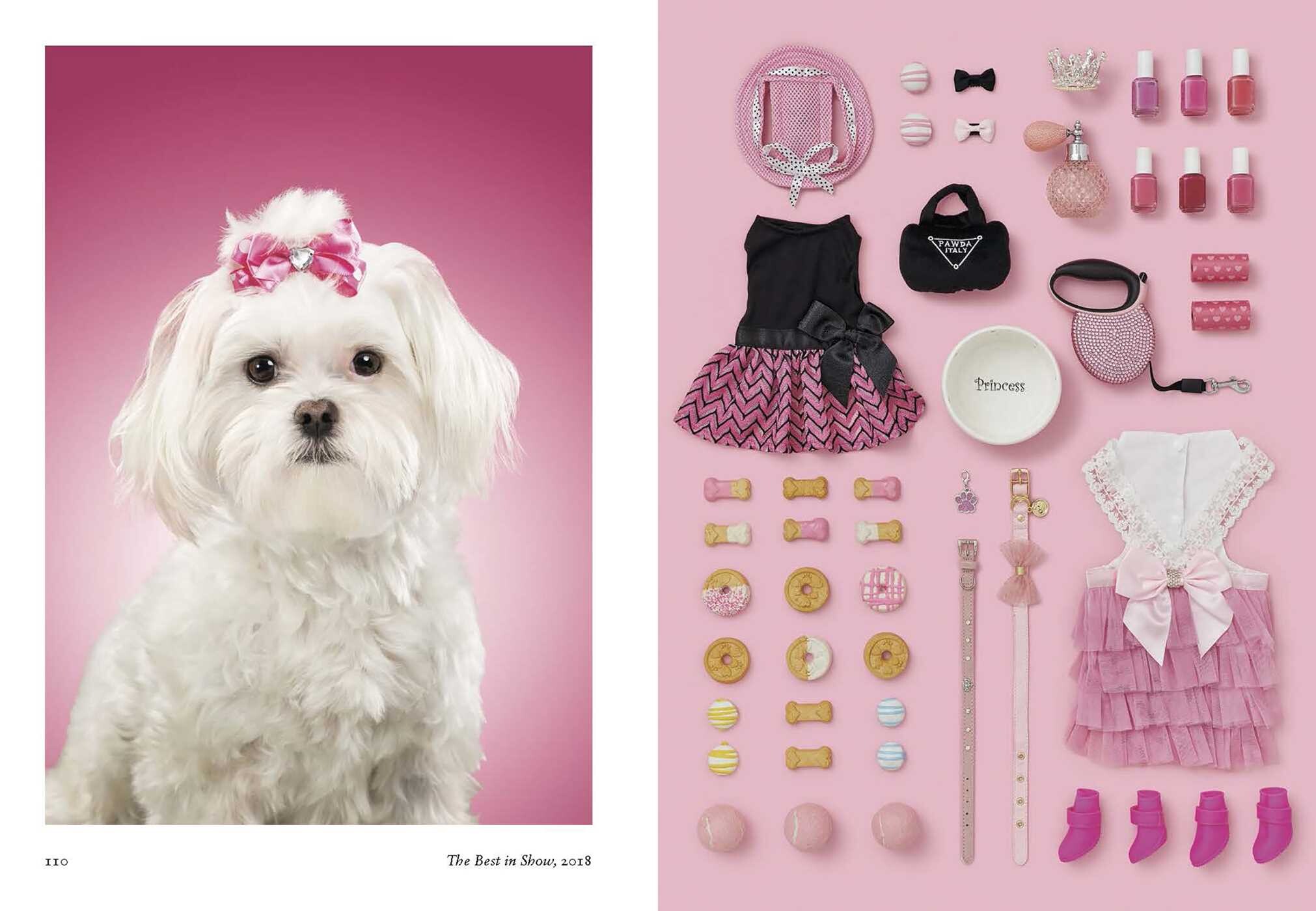 New Photography of the Dog.