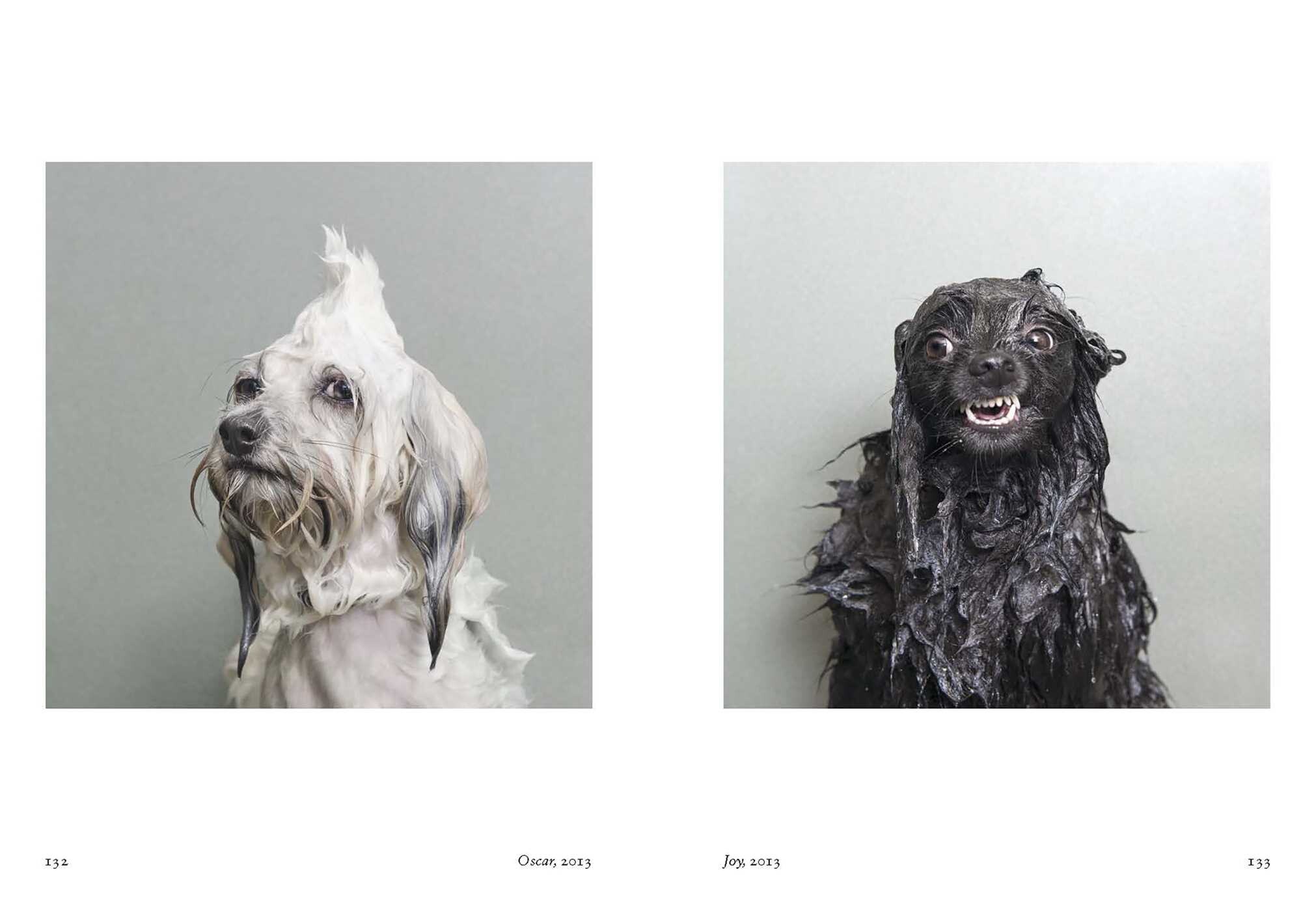 New Photography of the Dog.