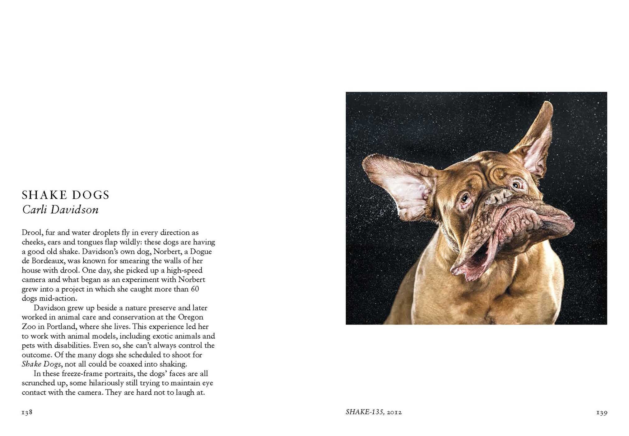 New Photography of the Dog.