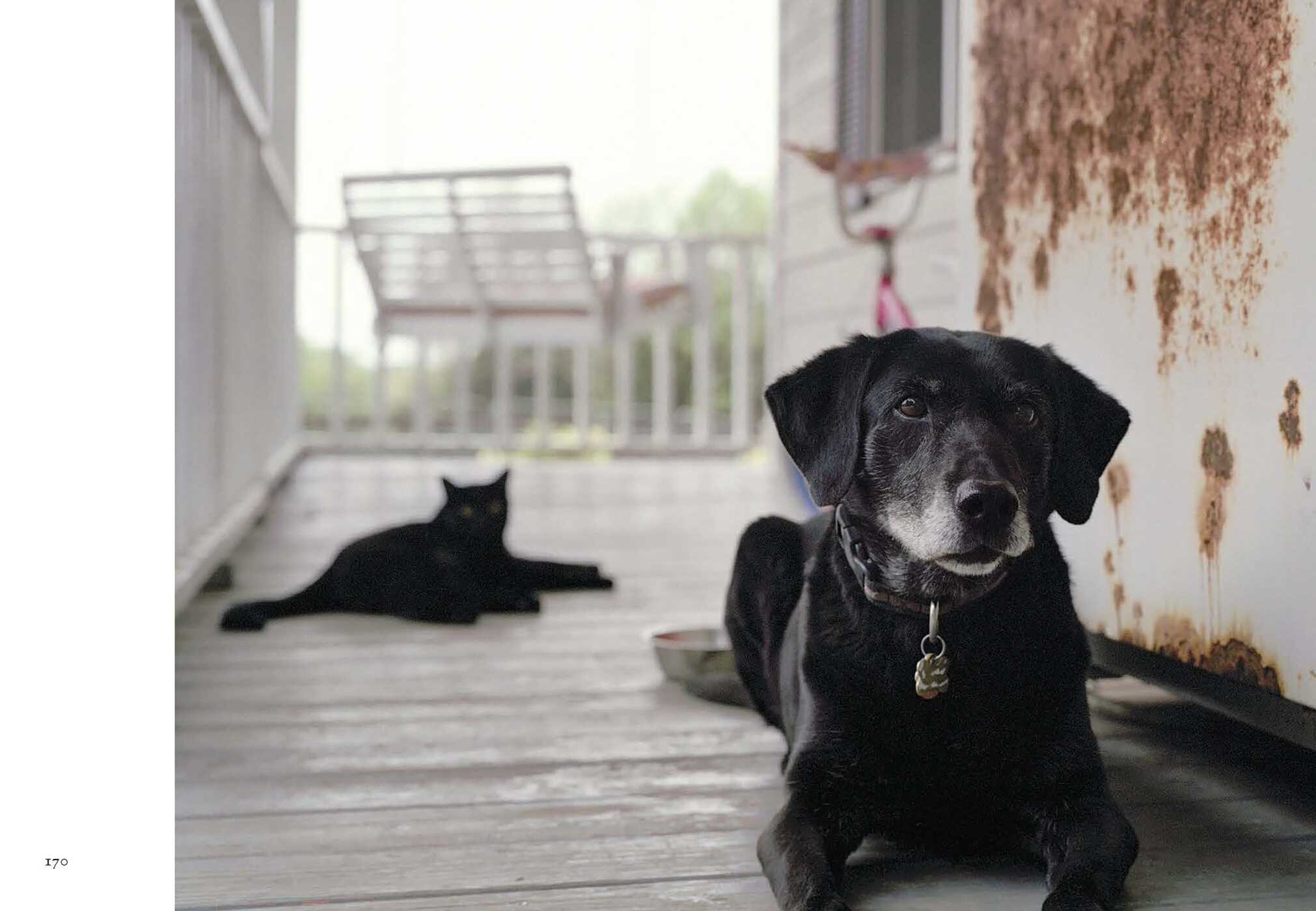 New Photography of the Dog.