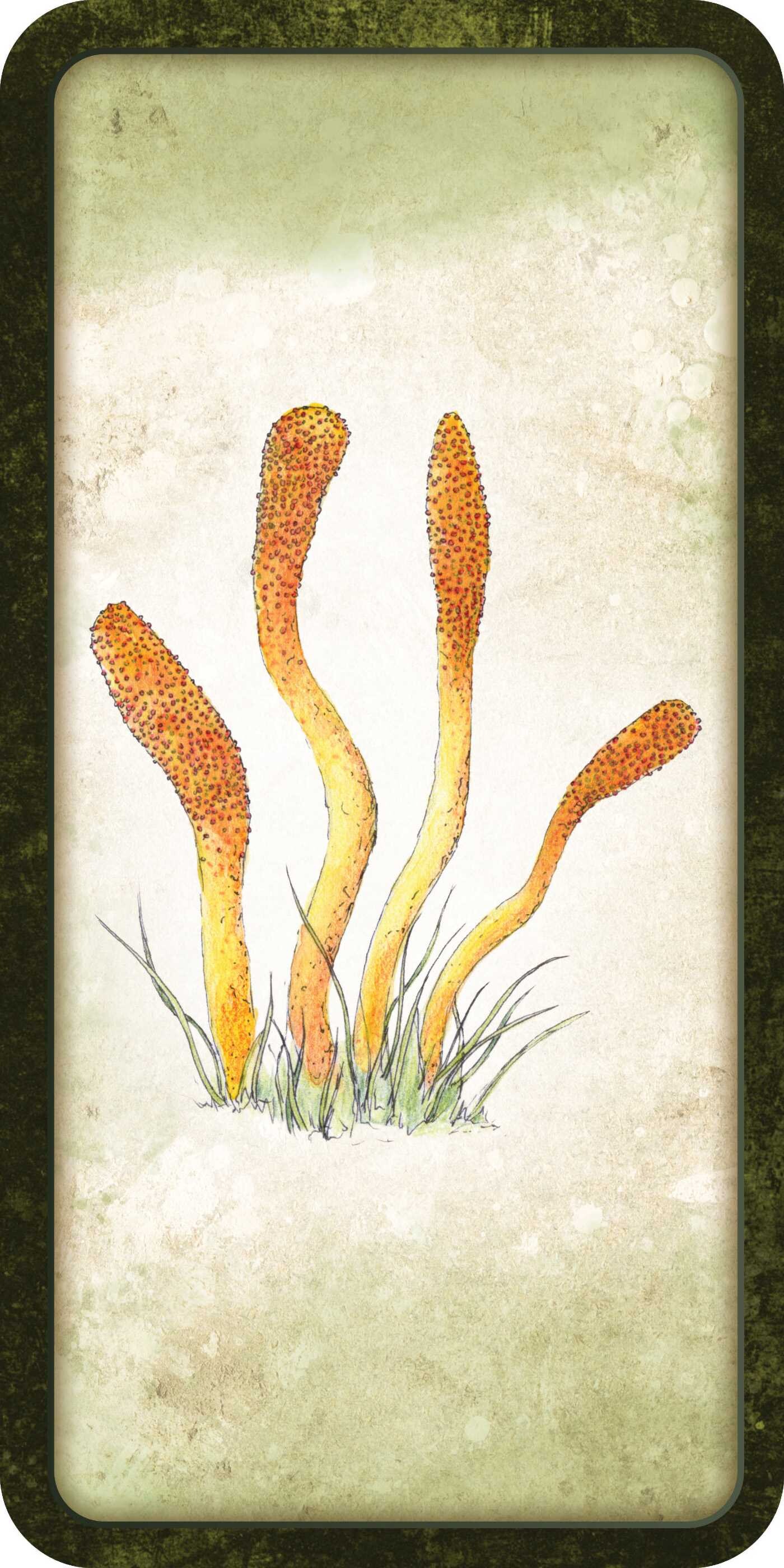 Mushroom Affirmations