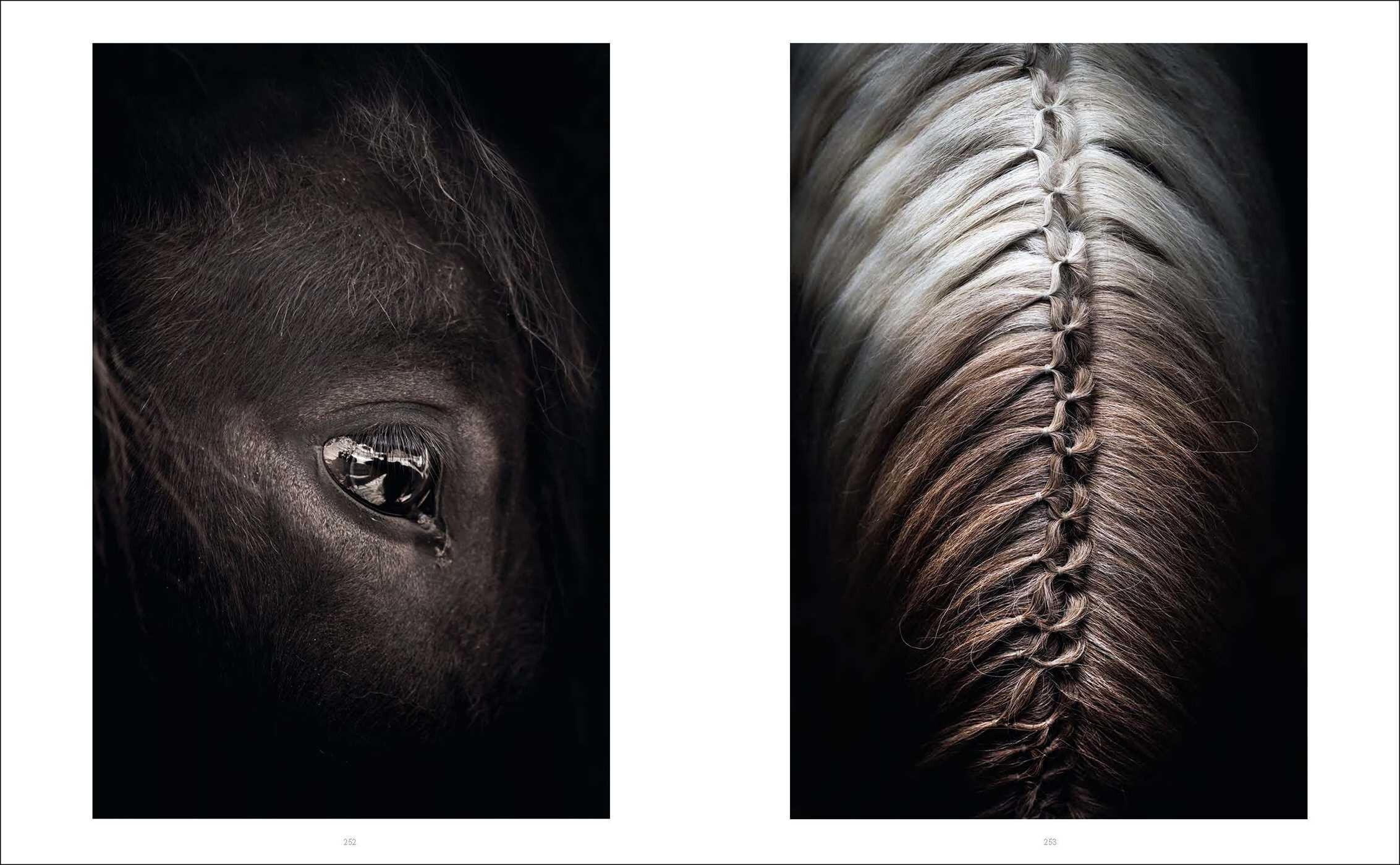 Horses of Iceland