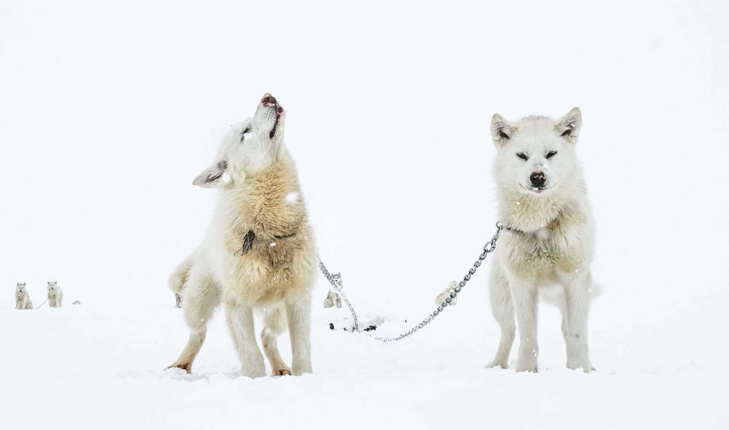 Echoes of the Pack