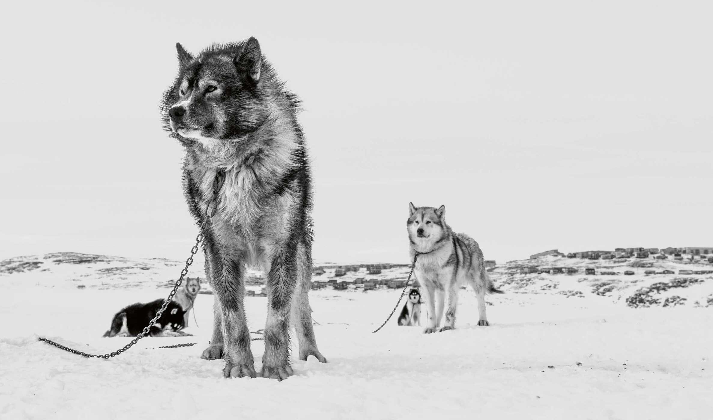 Echoes of the Pack