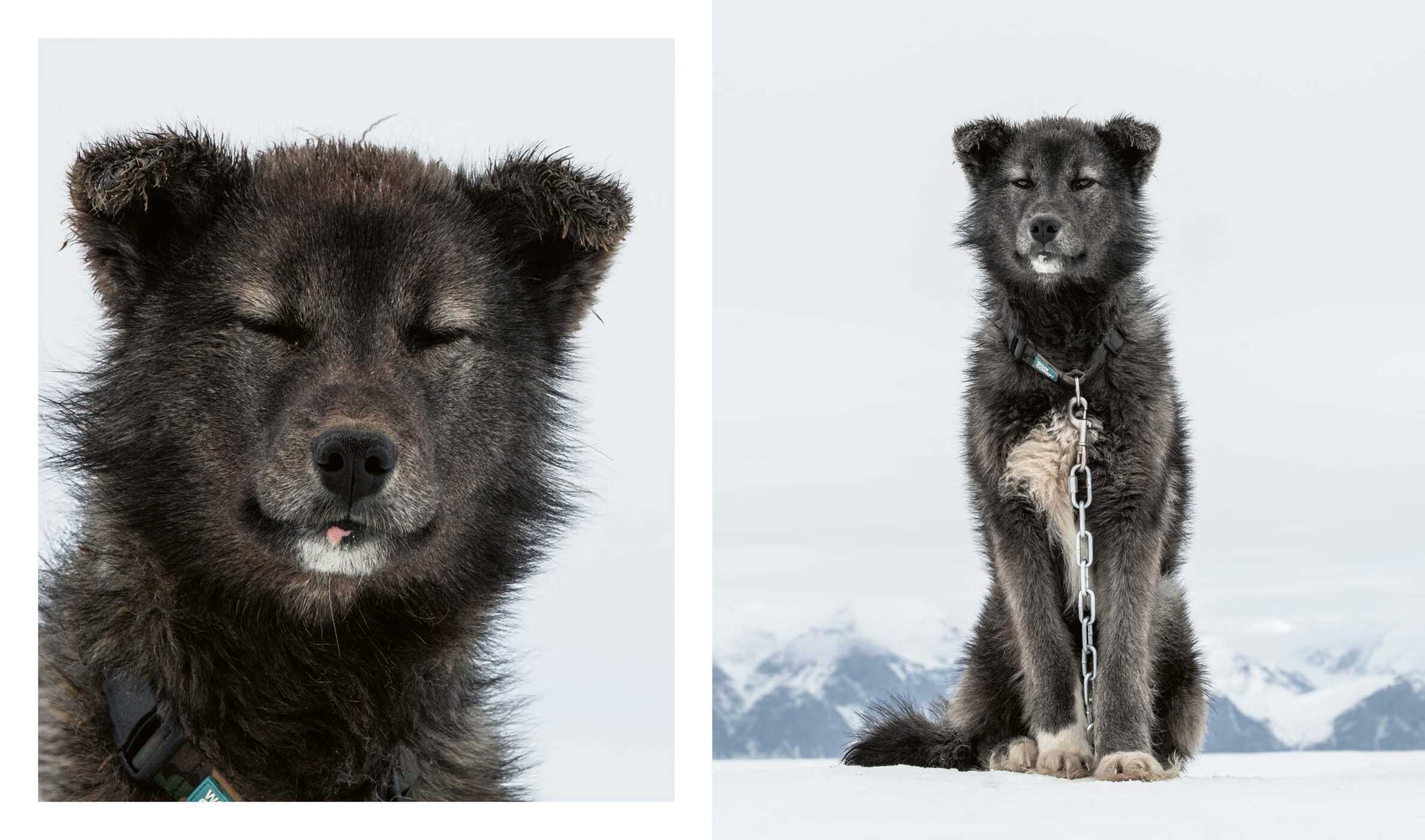 Echoes of the Pack