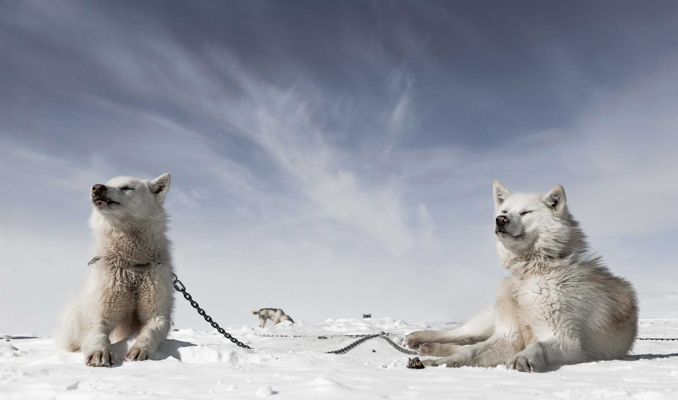 Echoes of the Pack