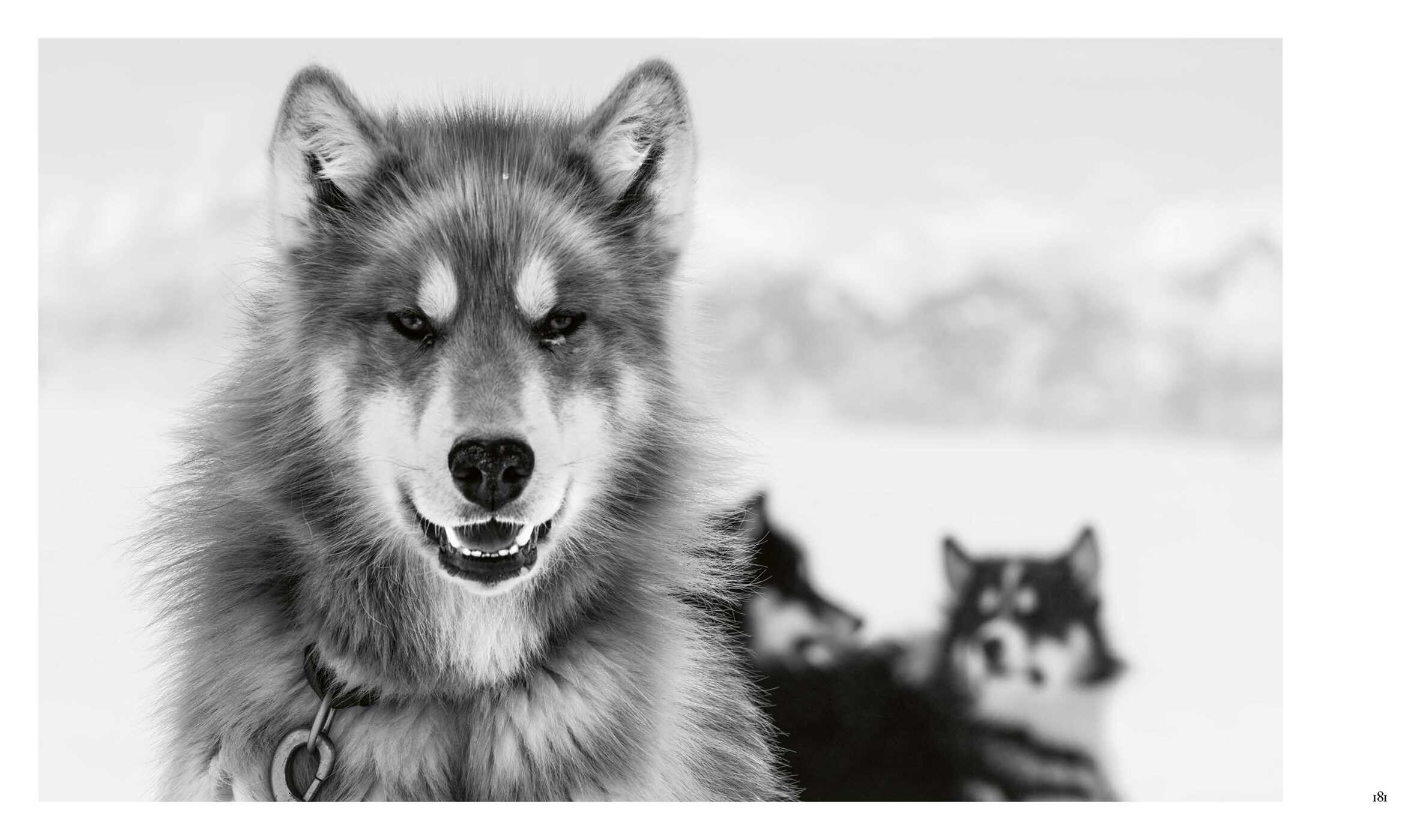 Echoes of the Pack