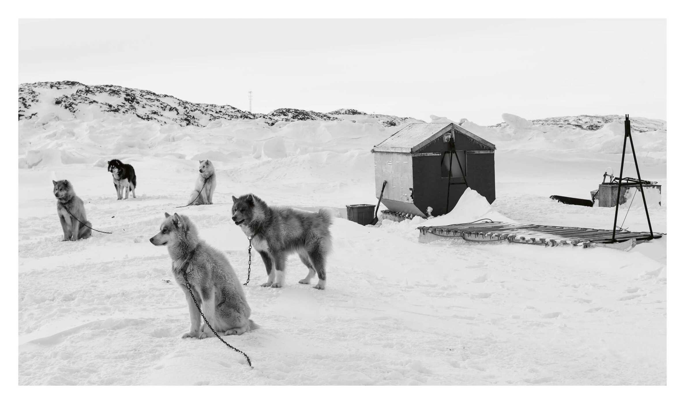 Echoes of the Pack