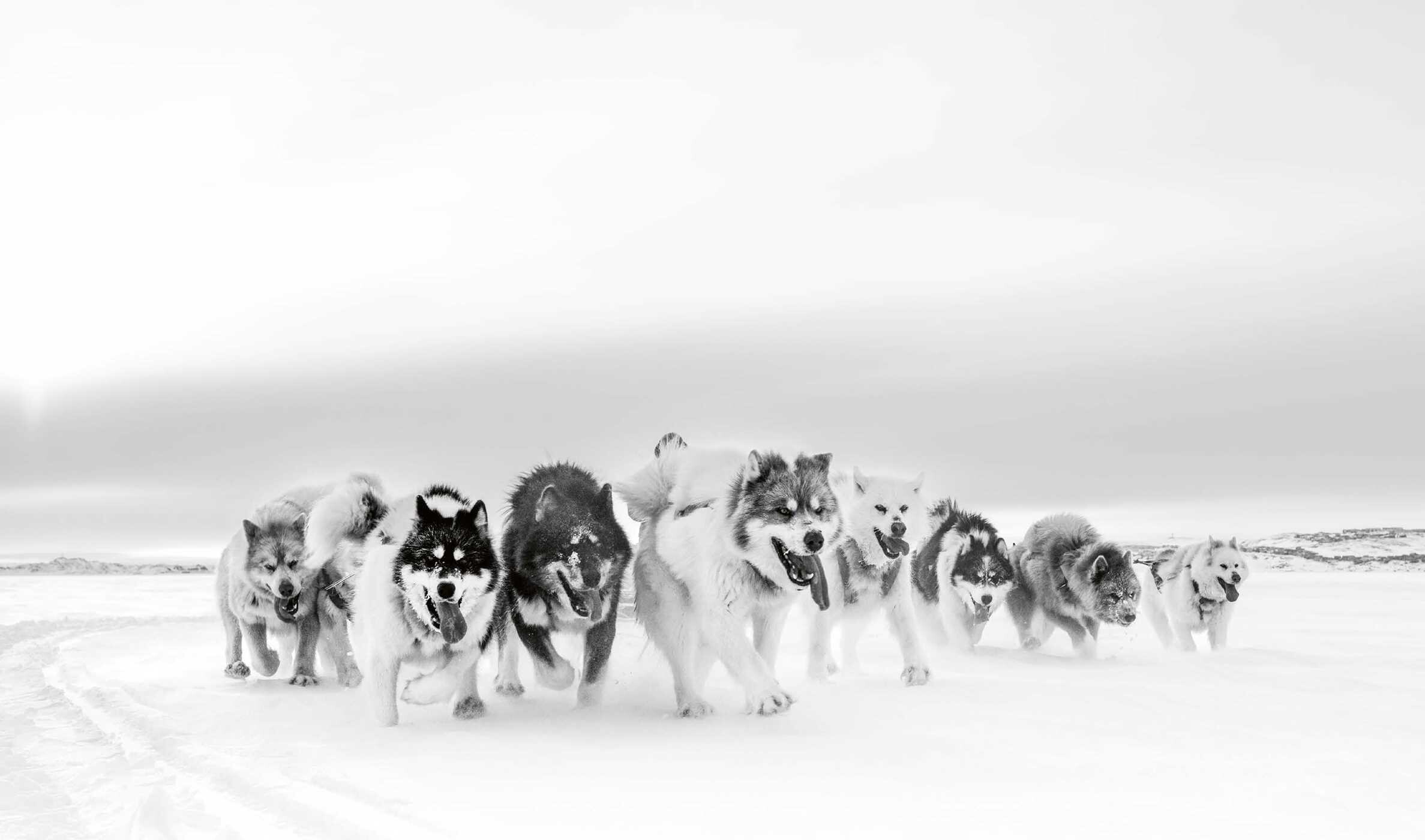 Echoes of the Pack