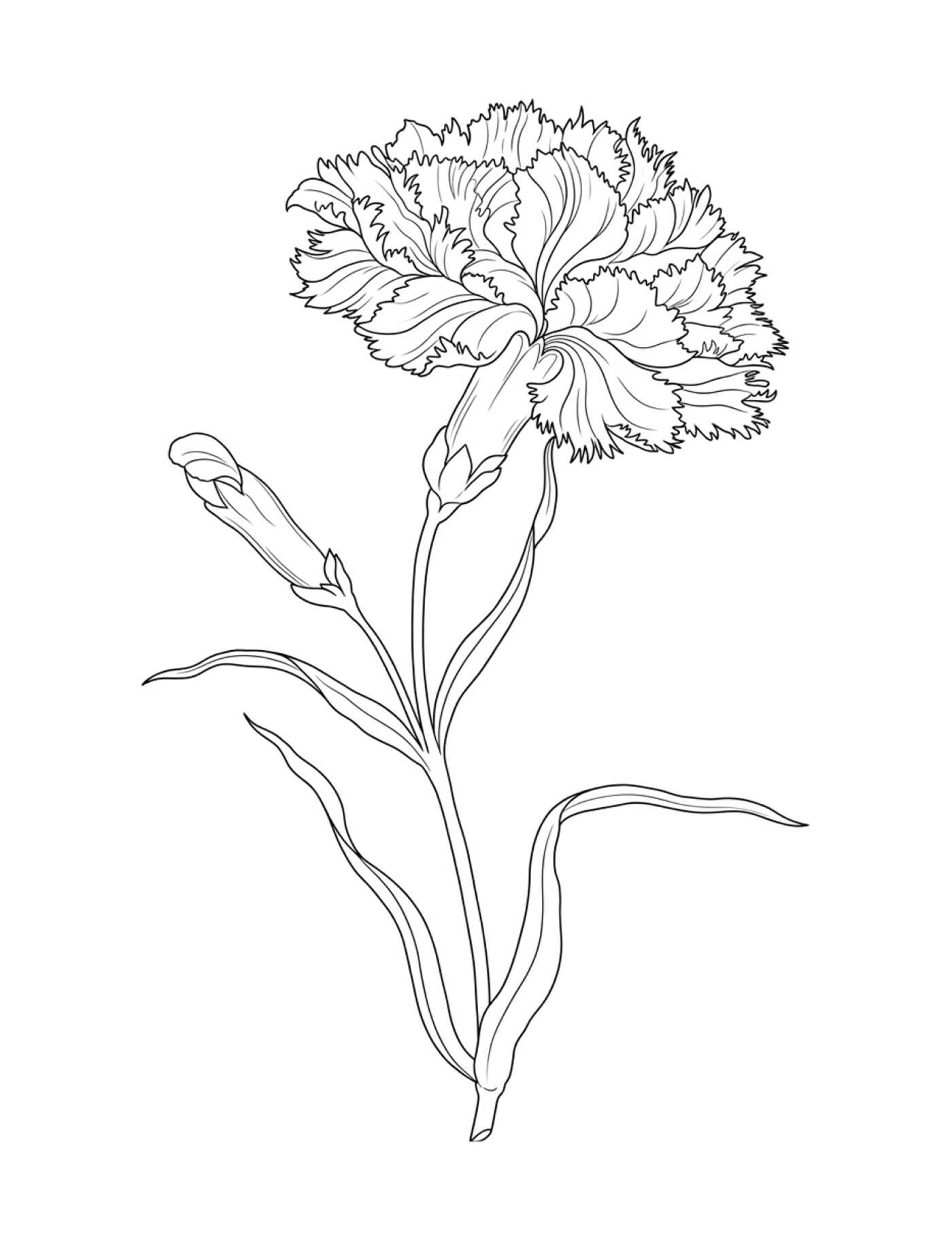 Color-Your-Own Botanical Cards